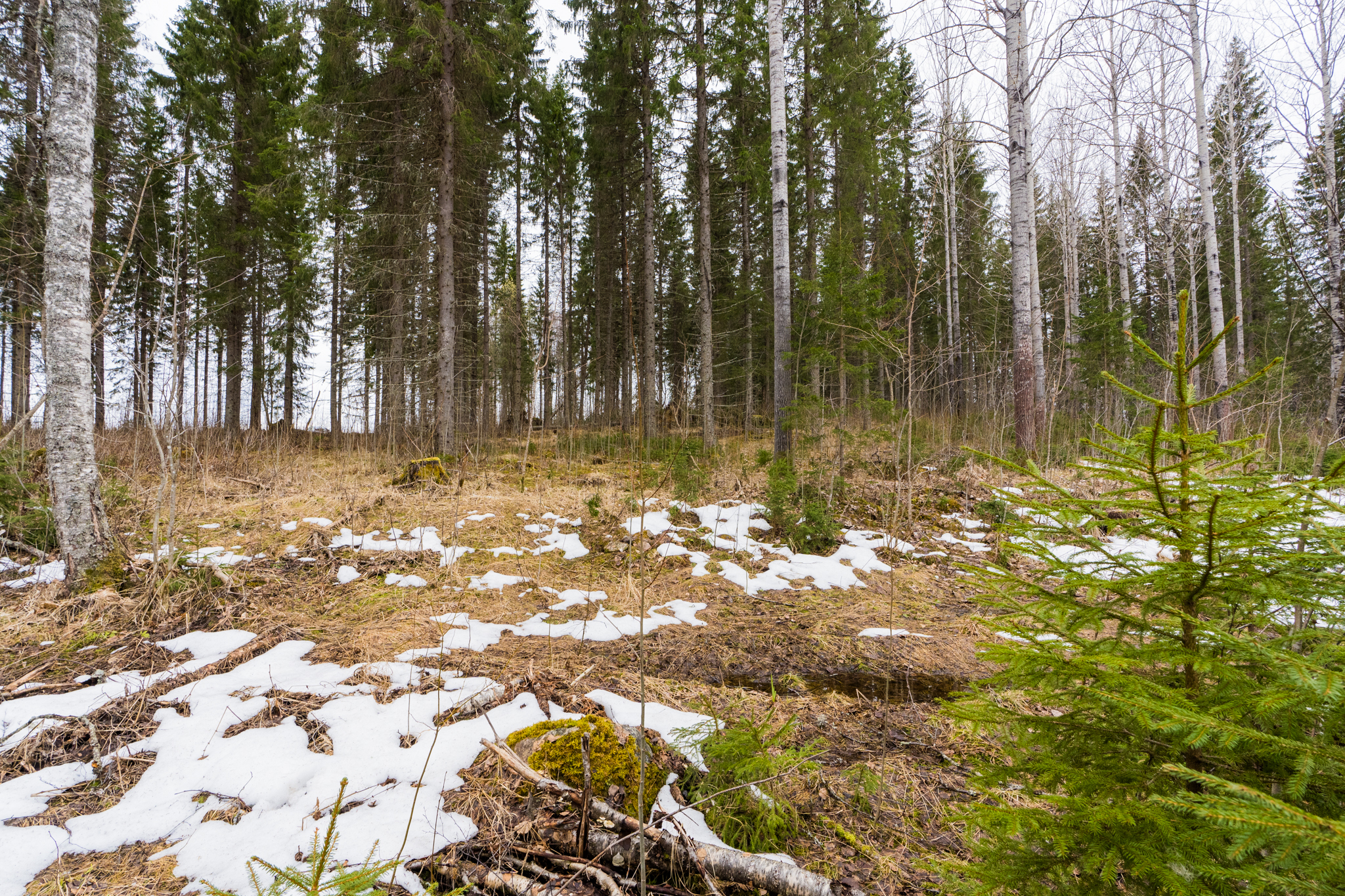 Peltoniementie 244, Kolho, Mänttä-Vilppula