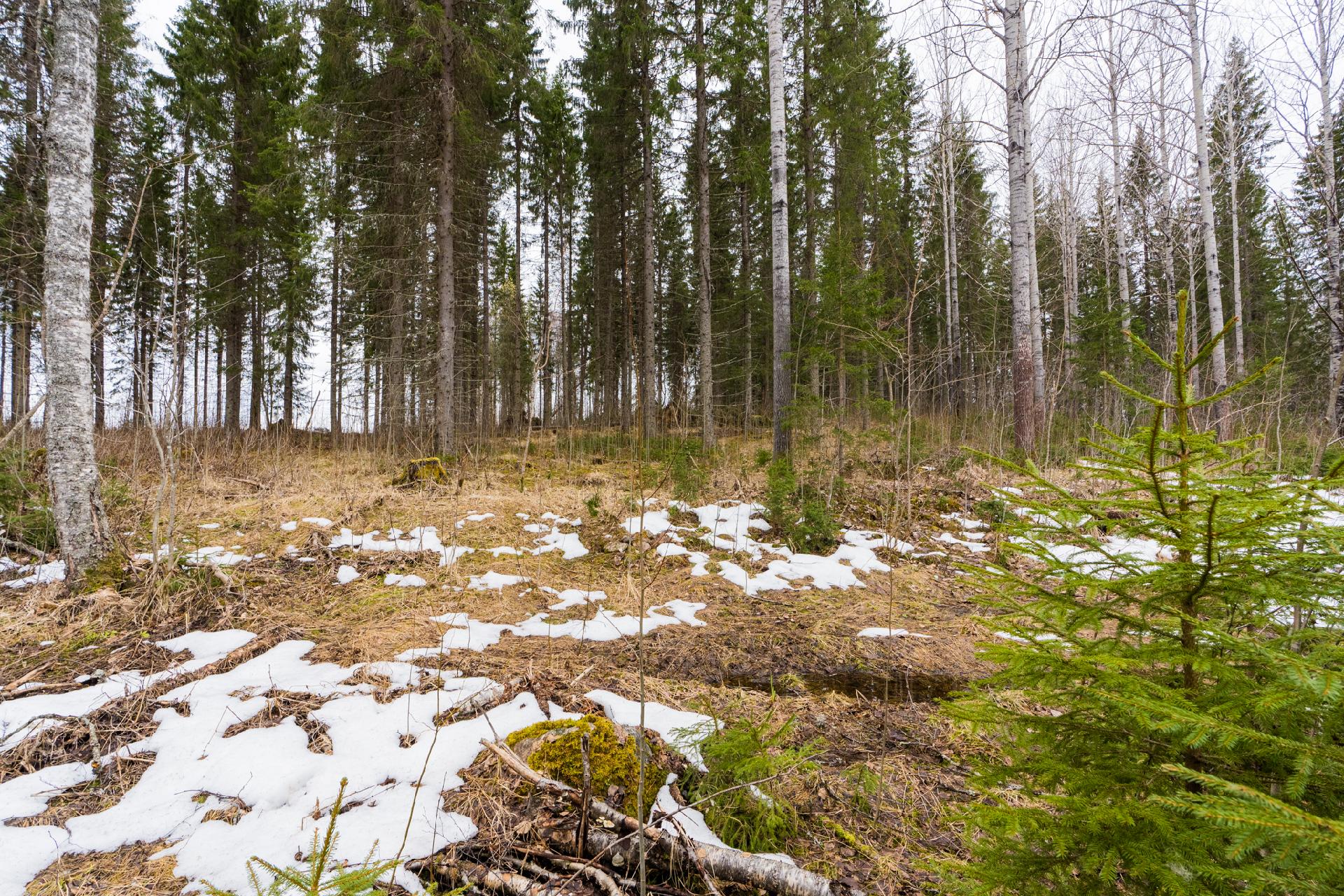 Peltoniementie 244, Kolho, Mänttä-Vilppula