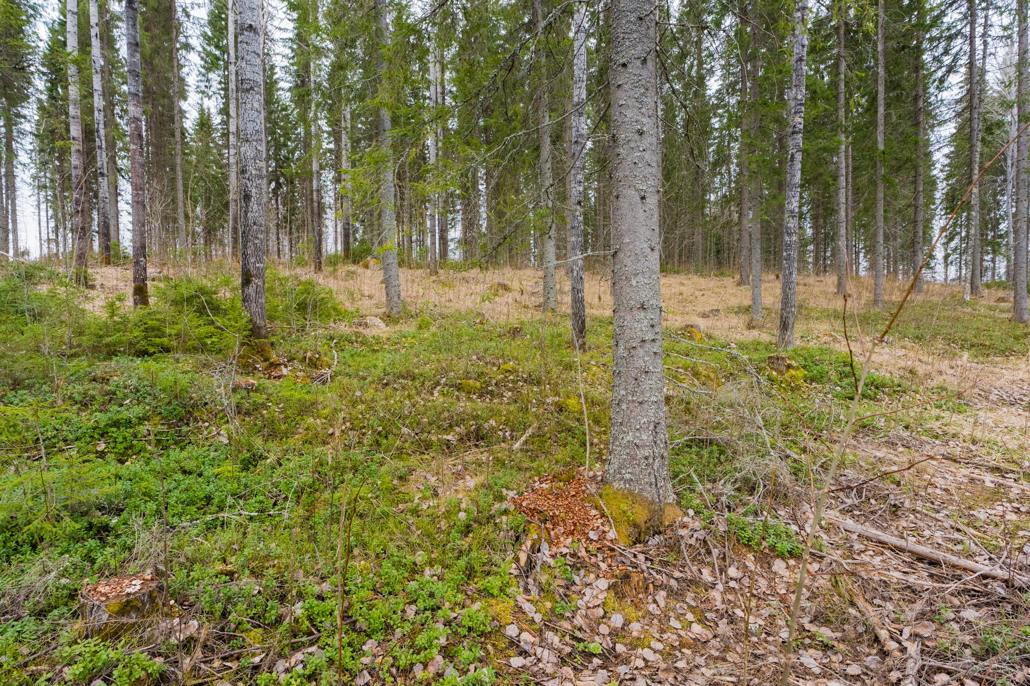 Peltoniementie 248, Kolho, Mänttä-Vilppula