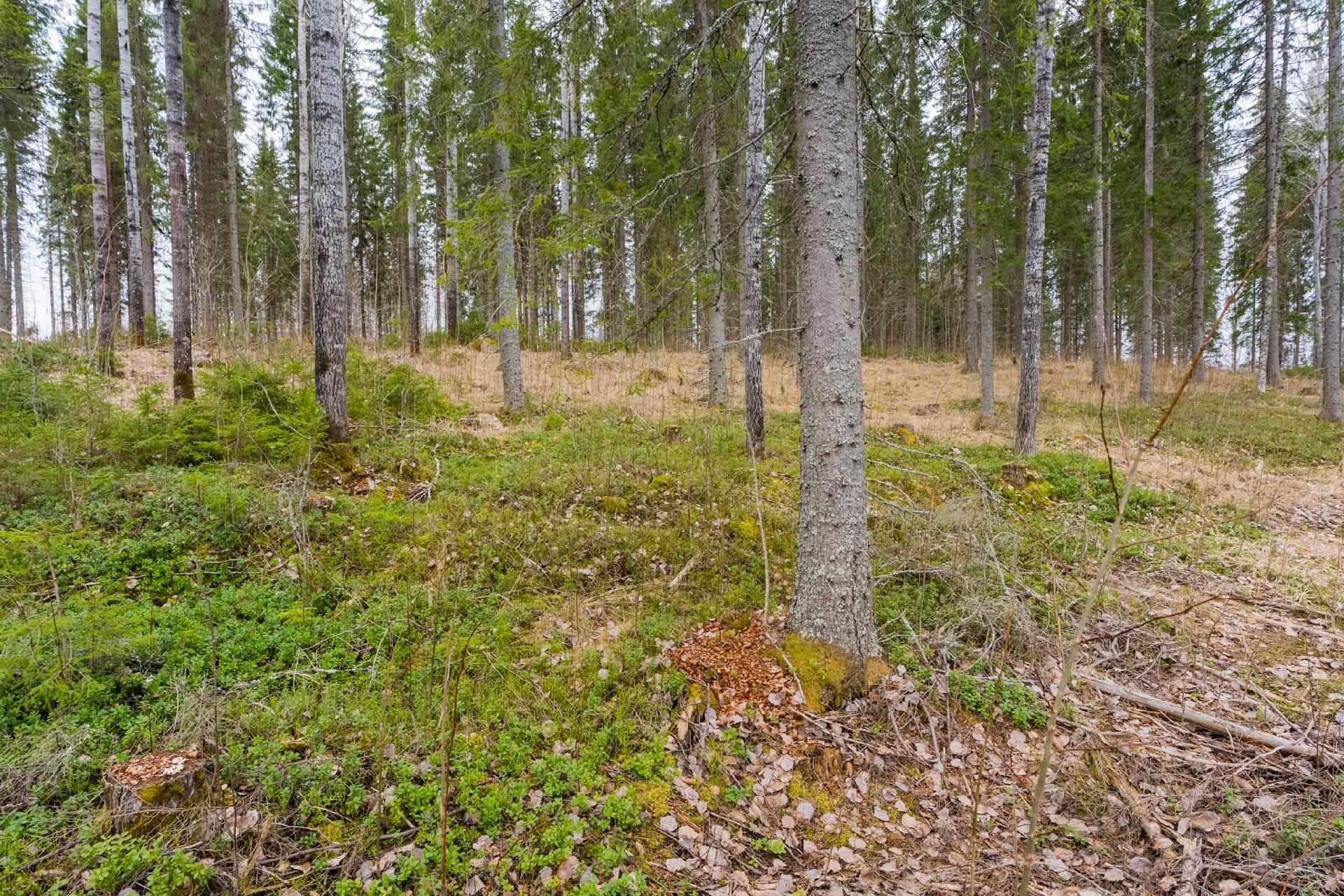 Peltoniementie 248, Kolho, Mänttä-Vilppula
