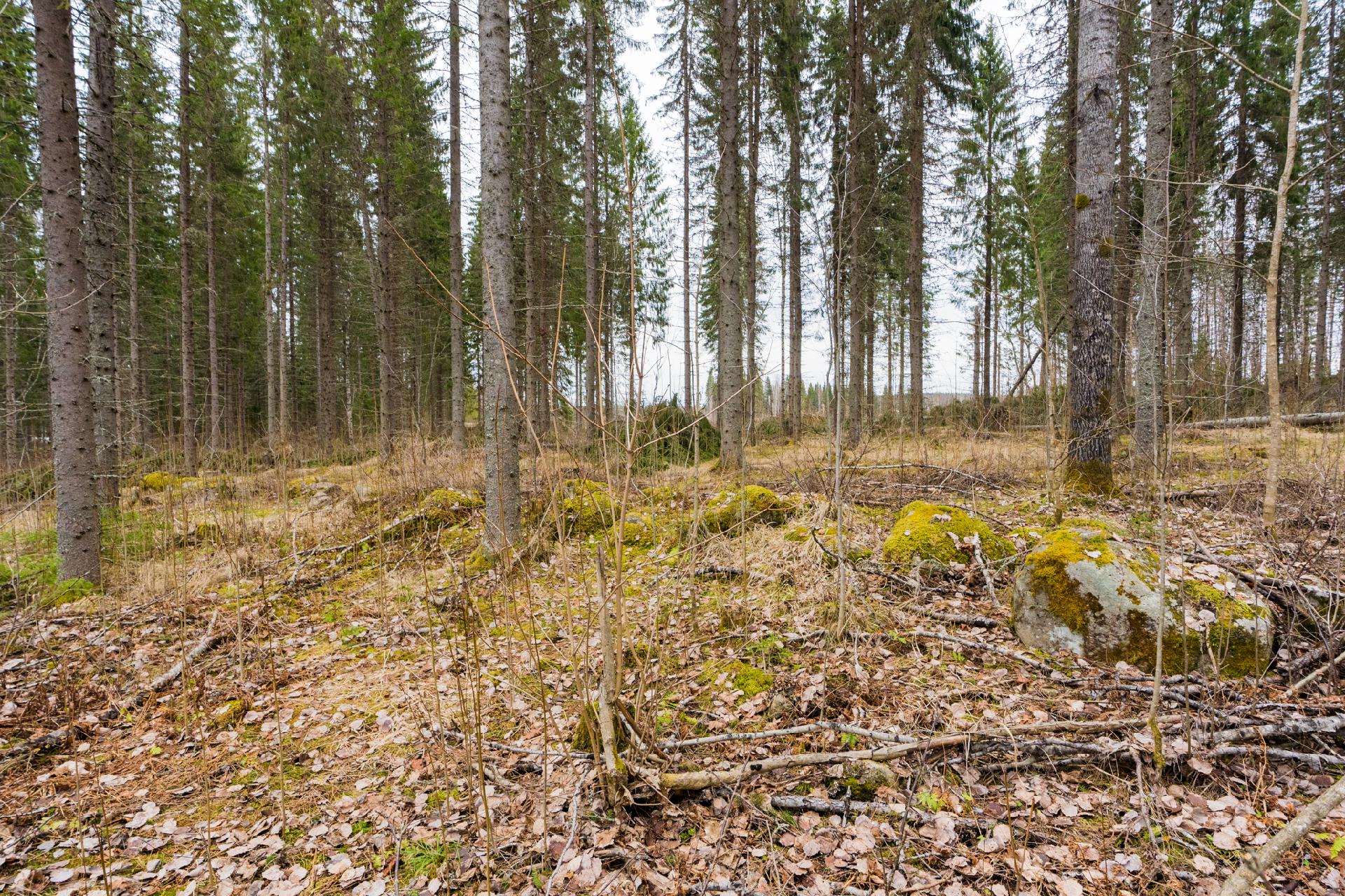 Peltoniementie 248, Kolho, Mänttä-Vilppula