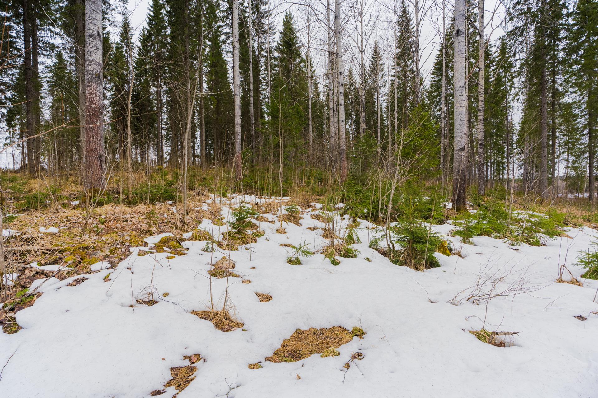 Peltoniementie 248, Kolho, Mänttä-Vilppula