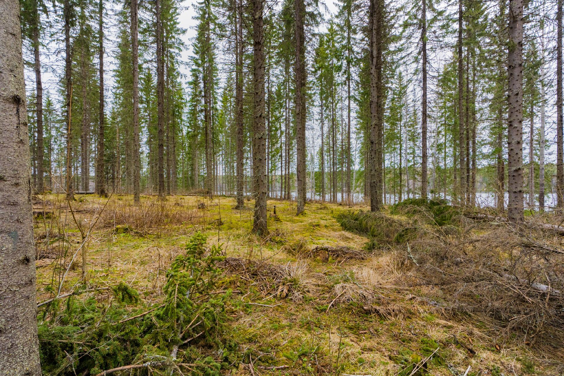 Peltoniementie 250, Kolho, Mänttä-Vilppula