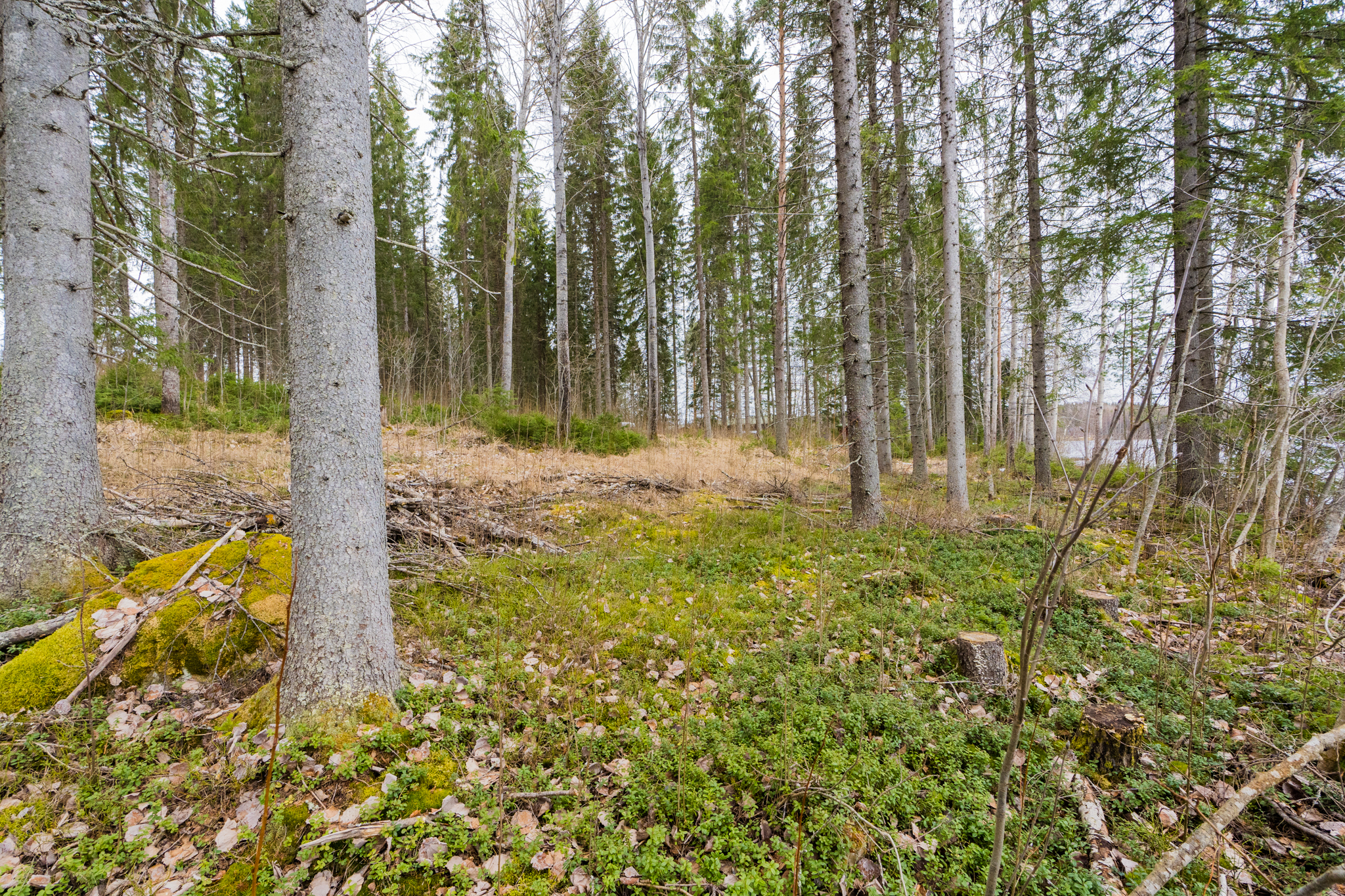 Peltoniementie 250, Kolho, Mänttä-Vilppula