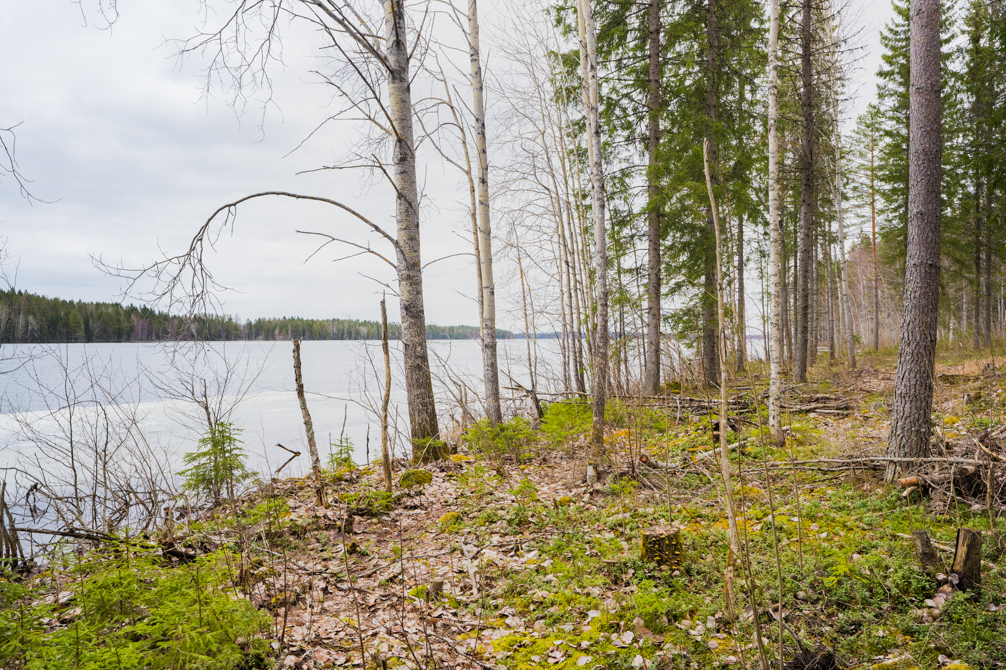 Peltoniementie 250, Kolho, Mänttä-Vilppula