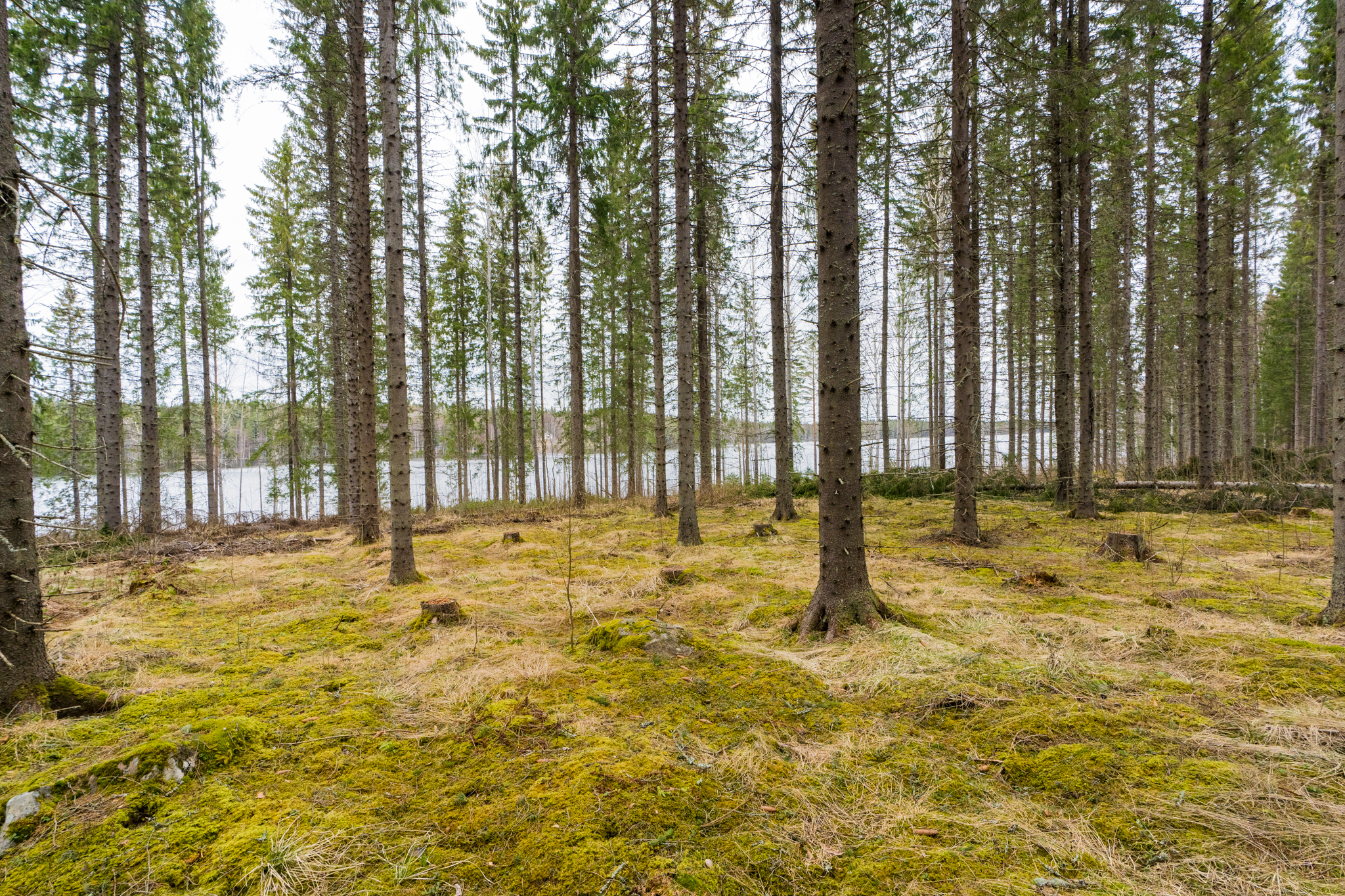 Peltoniementie 250, Kolho, Mänttä-Vilppula