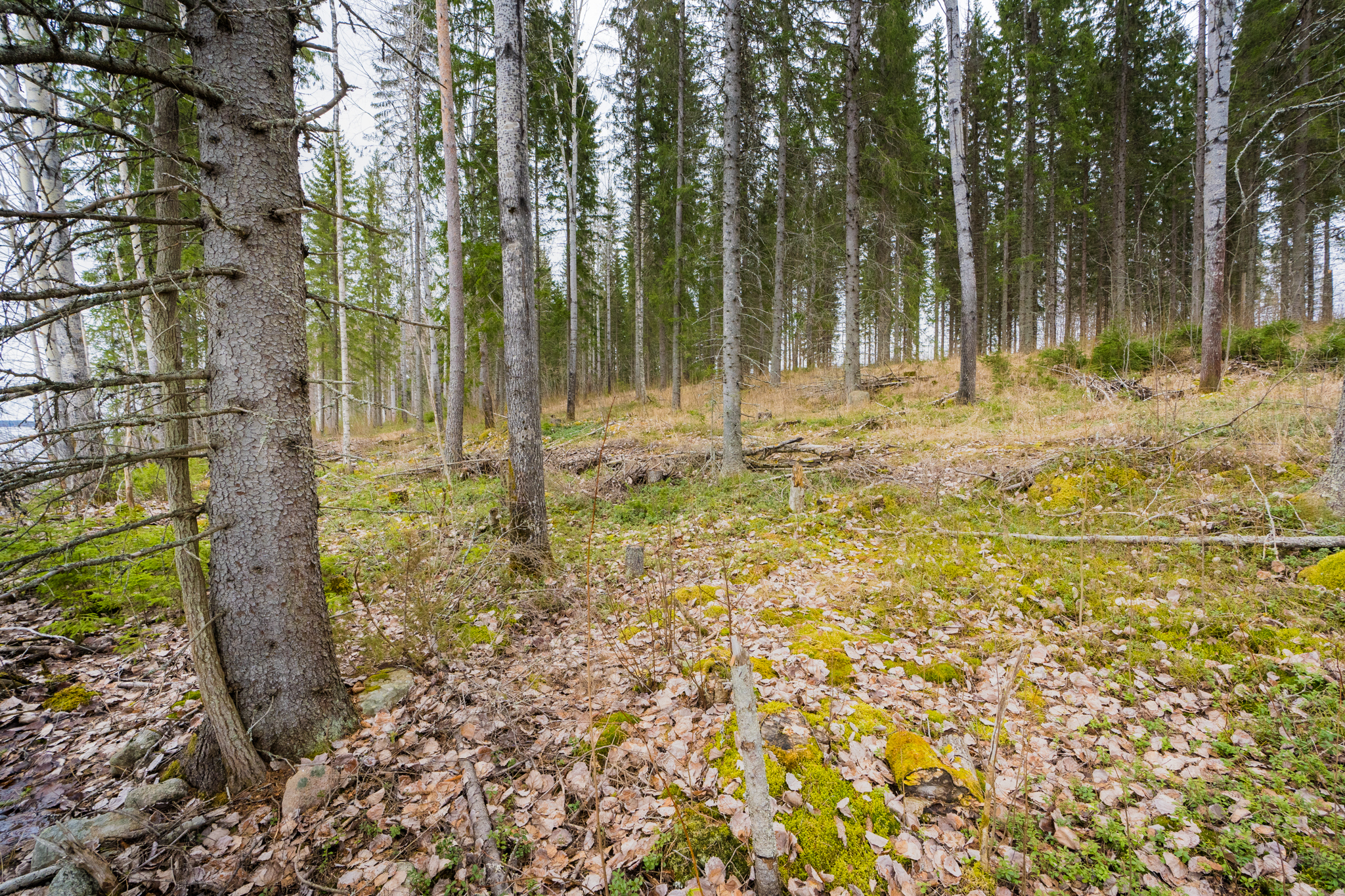 Peltoniementie 250, Kolho, Mänttä-Vilppula