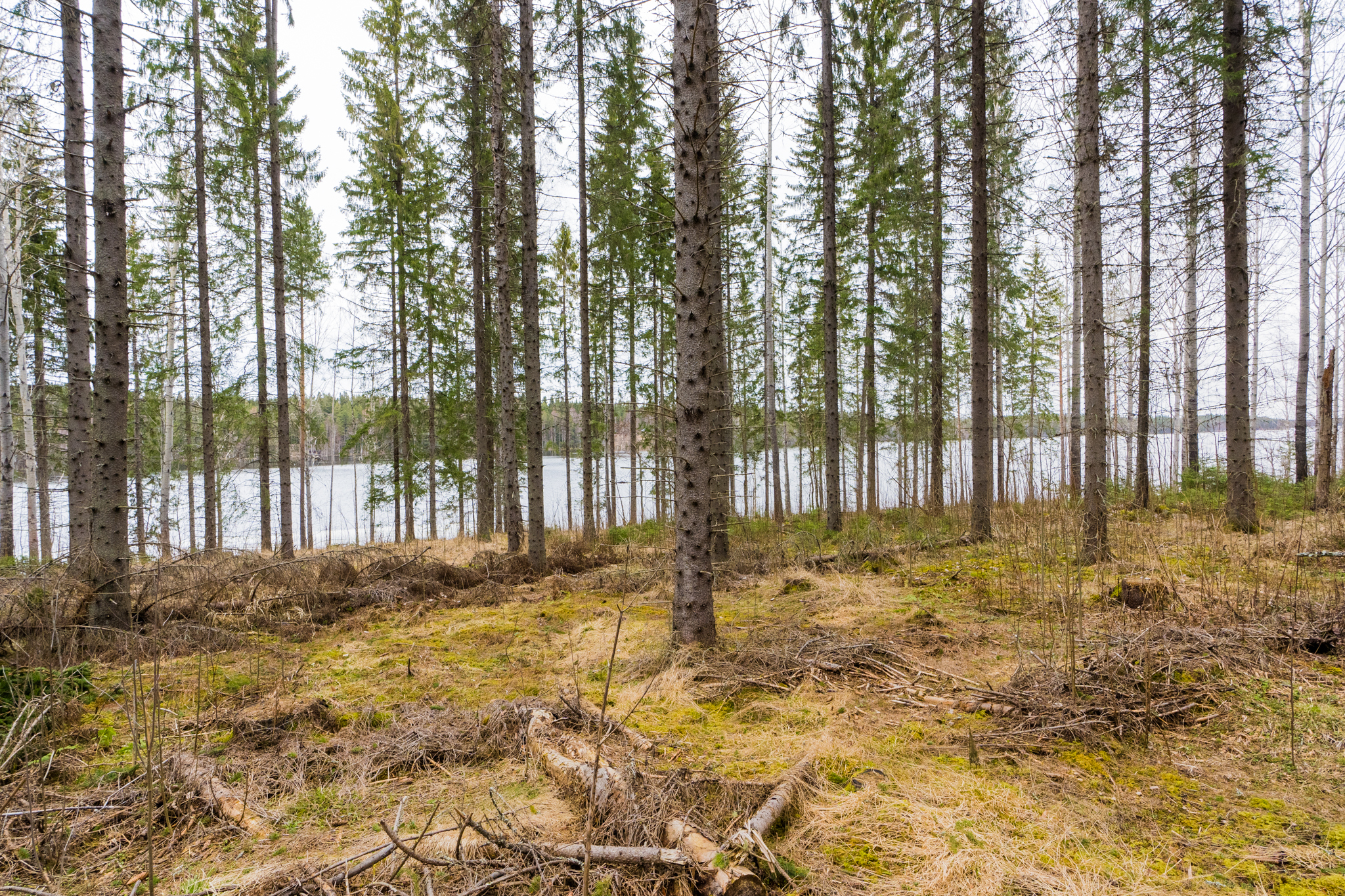 Peltoniementie 250, Kolho, Mänttä-Vilppula