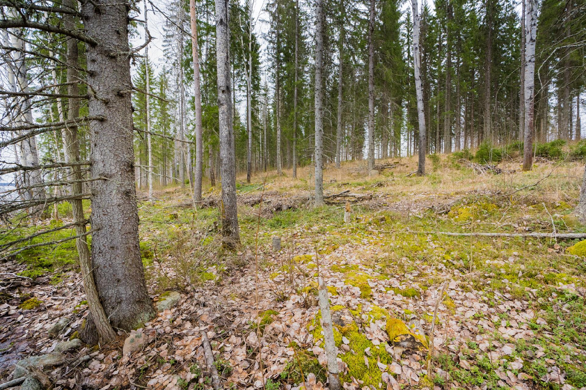 Peltoniementie 250, Kolho, Mänttä-Vilppula
