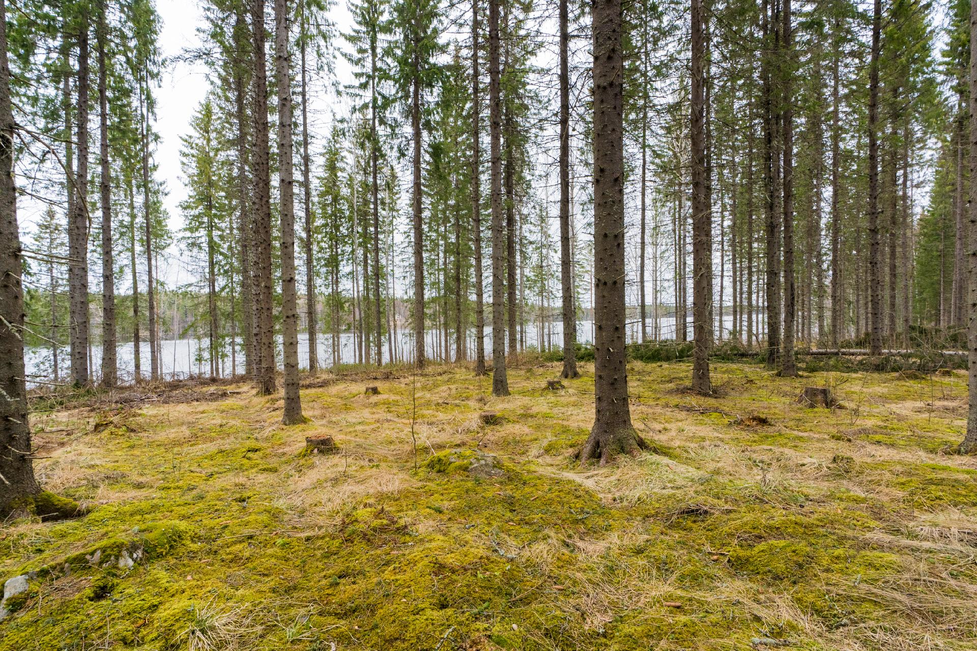 Peltoniementie 250, Kolho, Mänttä-Vilppula