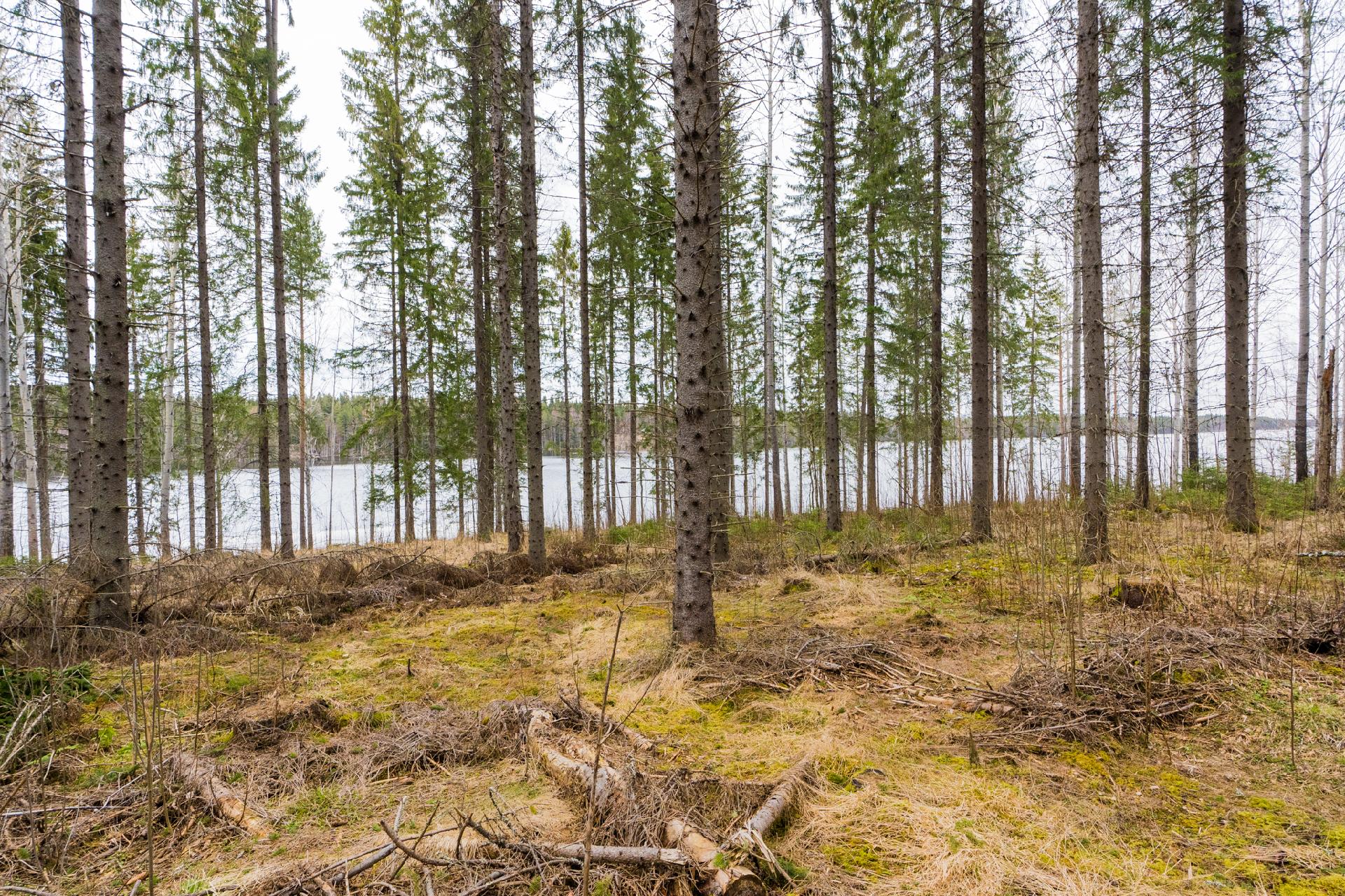 Peltoniementie 250, Kolho, Mänttä-Vilppula