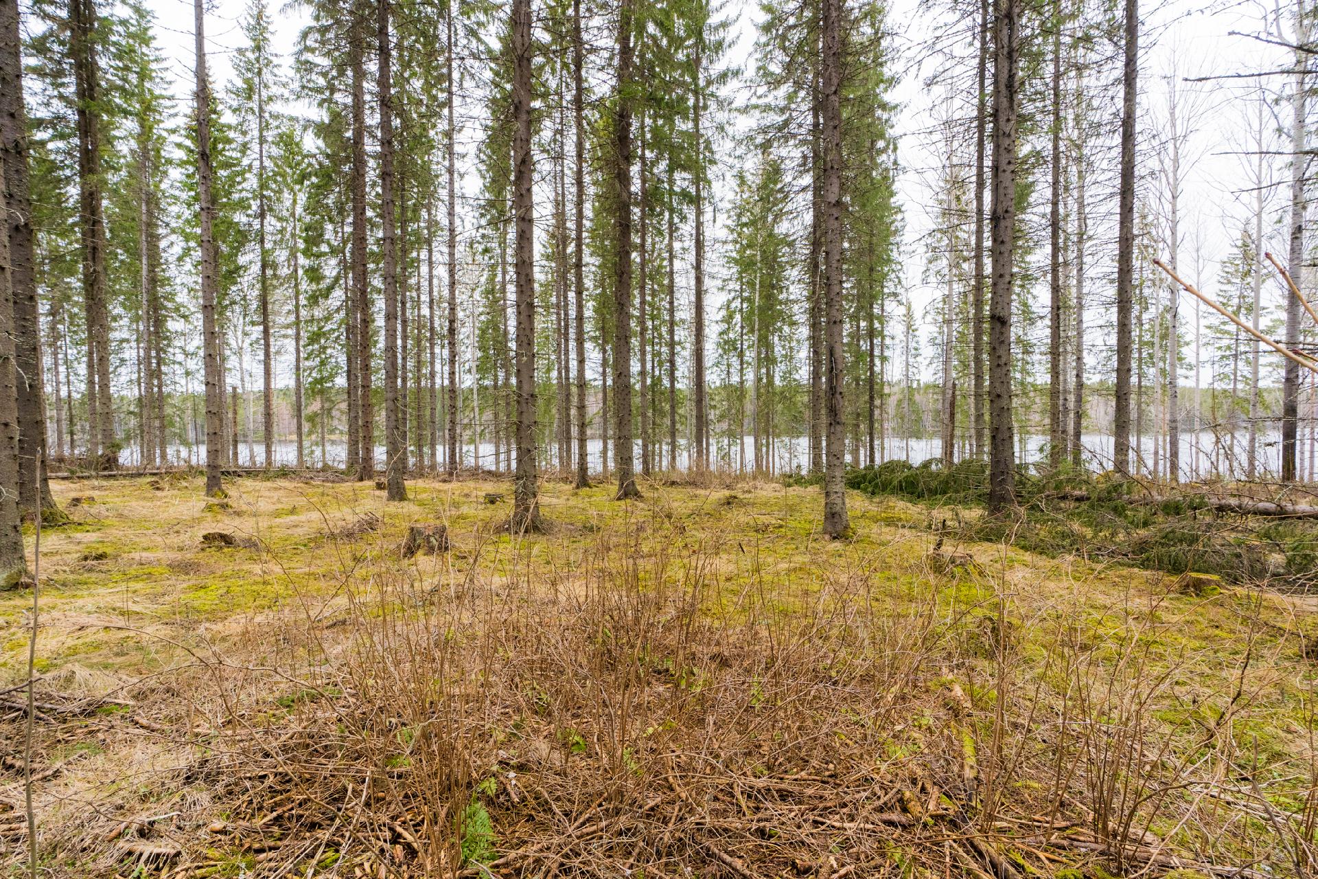 Peltoniementie 250, Kolho, Mänttä-Vilppula