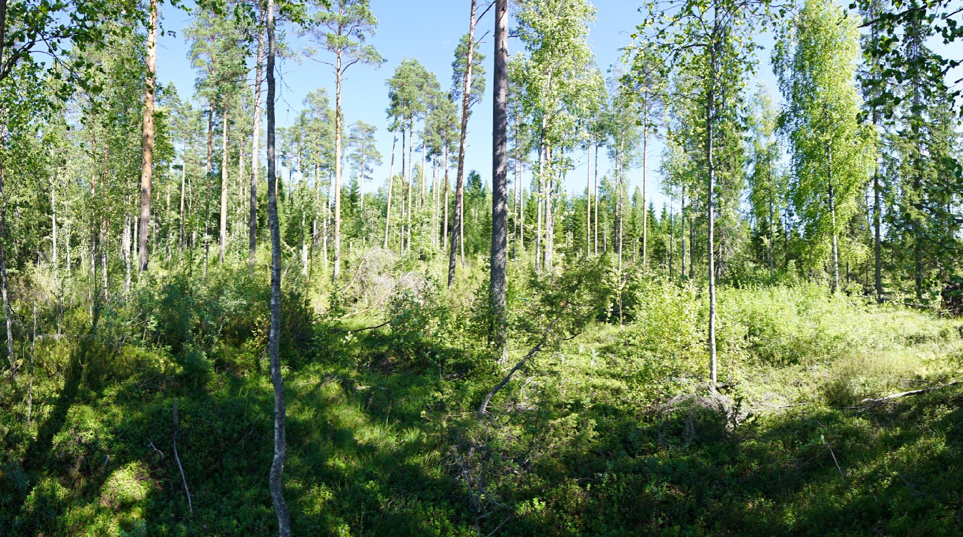 Jusseronsalontie 420, Keuruu, Keuruu