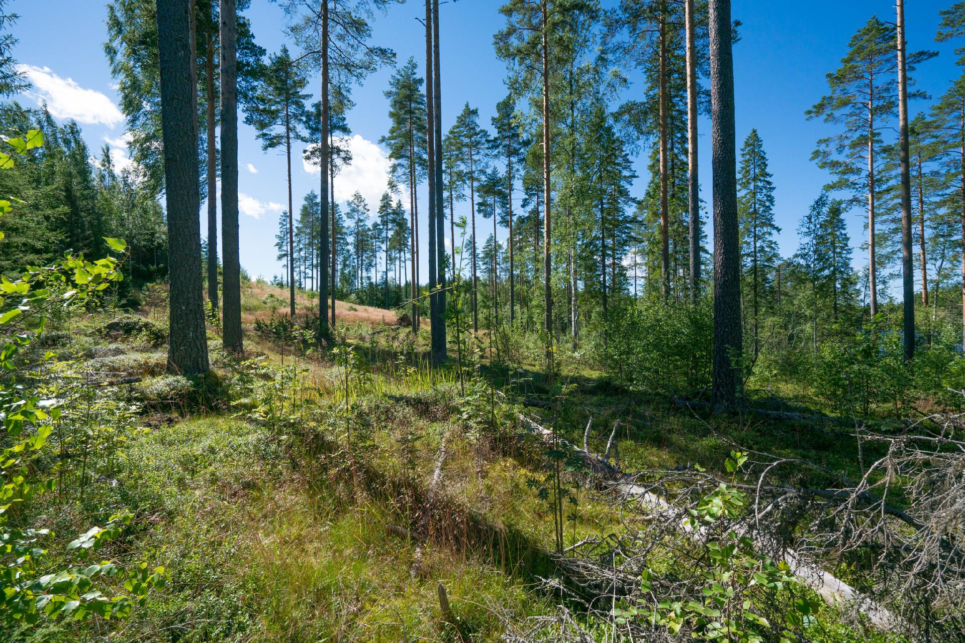 Jusseronsalontie 420, Keuruu, Keuruu