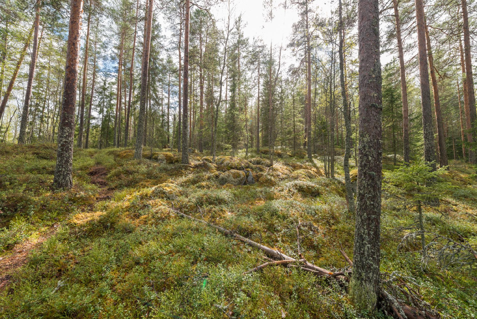Peltoniementie 208, Kolho, Mänttä-Vilppula