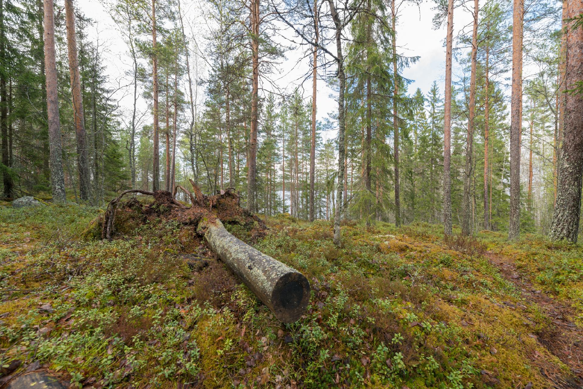 Peltoniementie 208, Kolho, Mänttä-Vilppula
