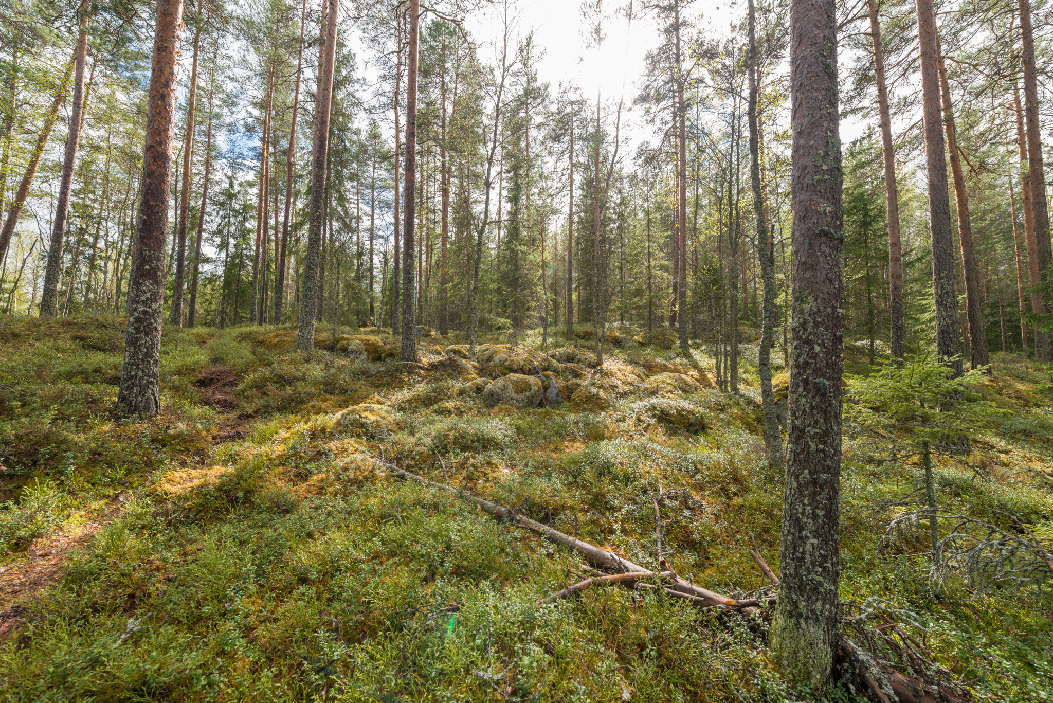 Peltoniementie 208, Kolho, Mänttä-Vilppula