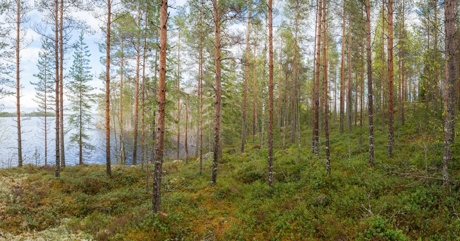 Peltoniementie 208, Kolho, Mänttä-Vilppula