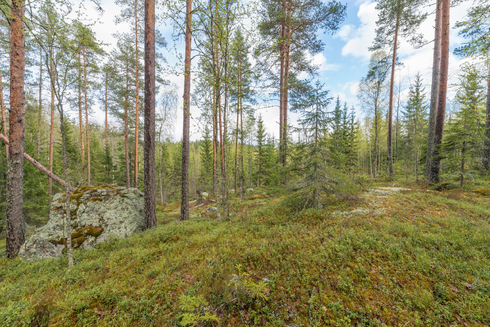 Peltoniementie 208, Kolho, Mänttä-Vilppula