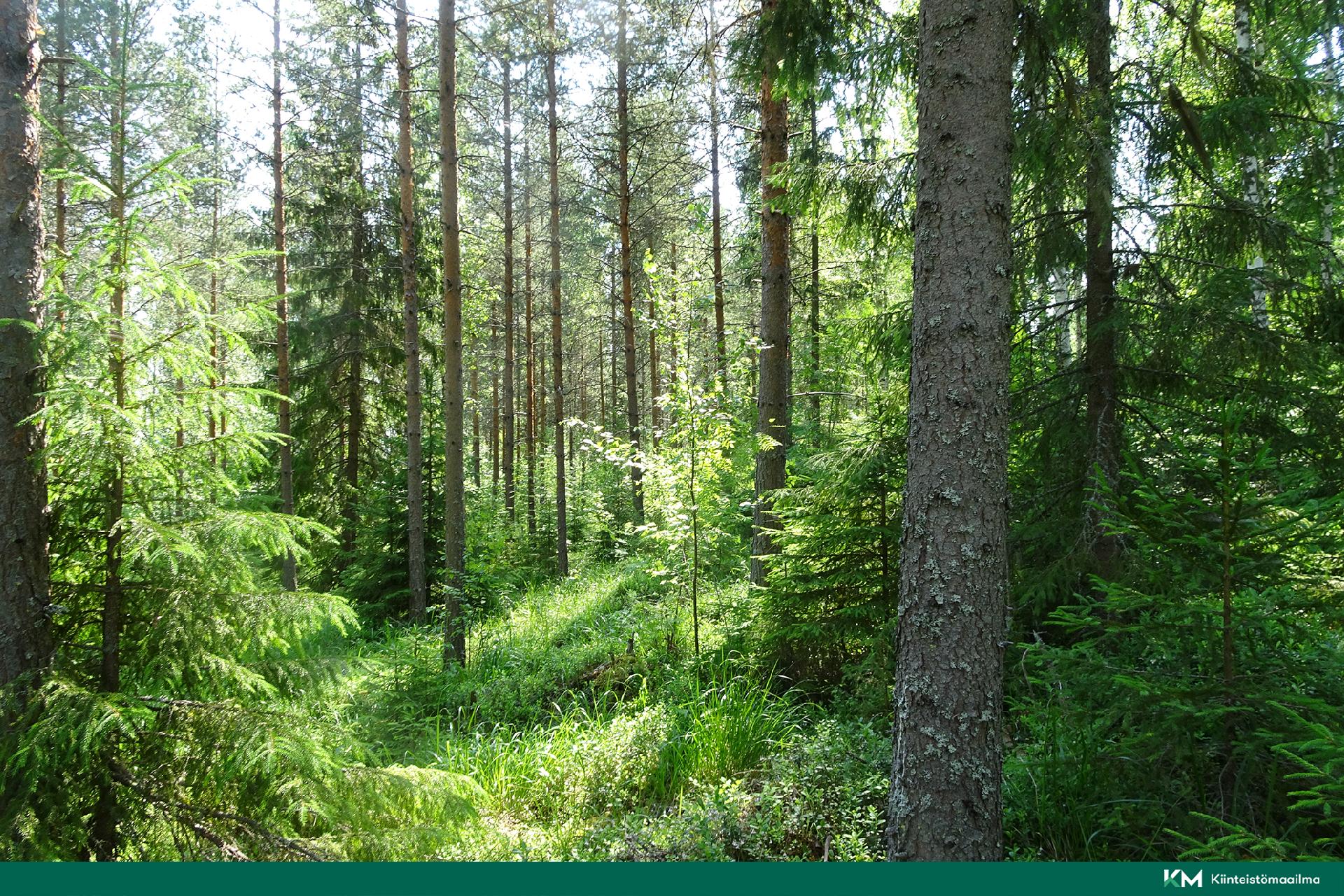 tontin yläosan puustoa