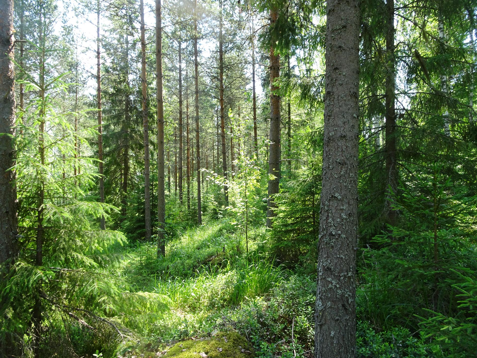 tontin yläosan puustoa