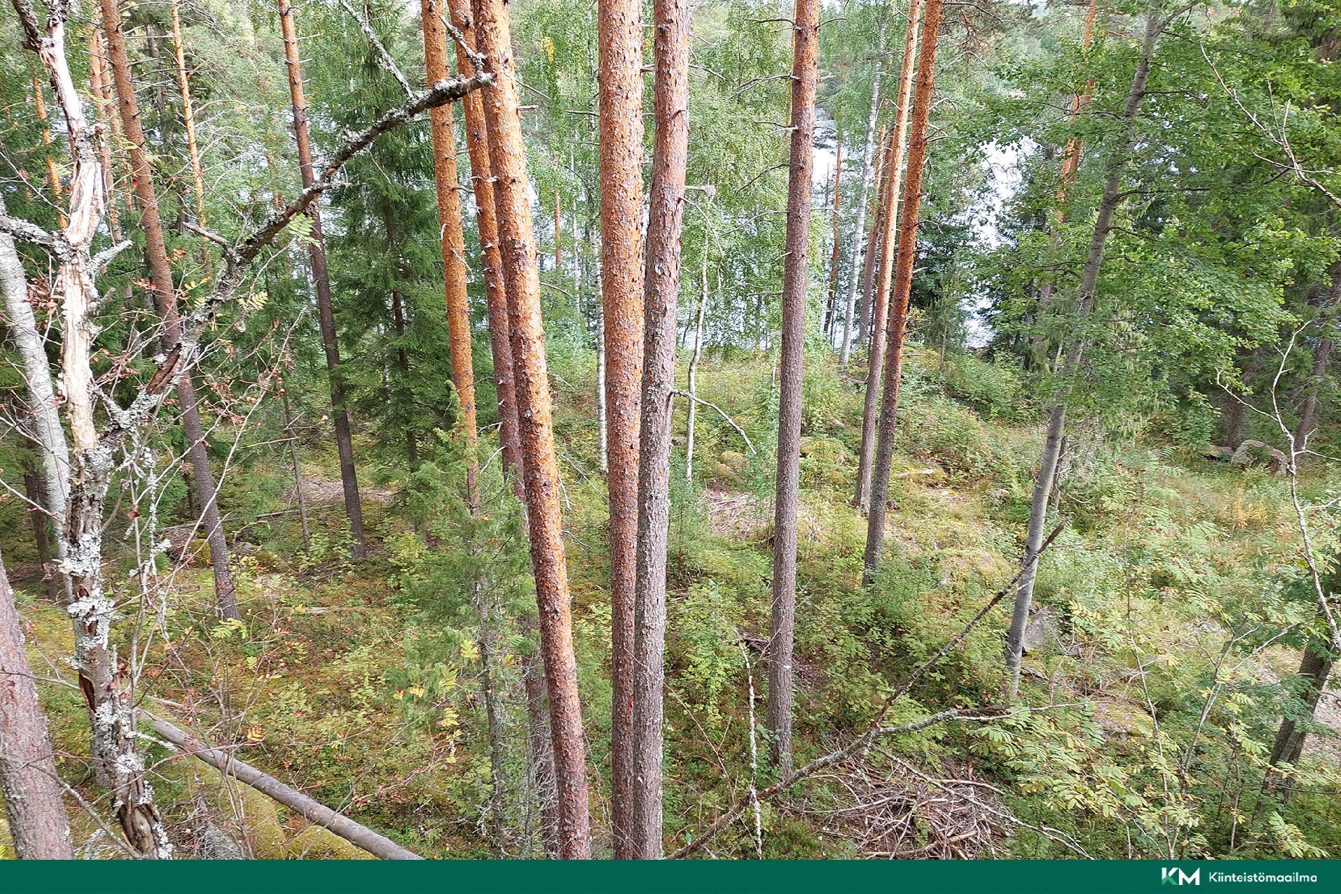 Kannuslahdentie 332, Juva