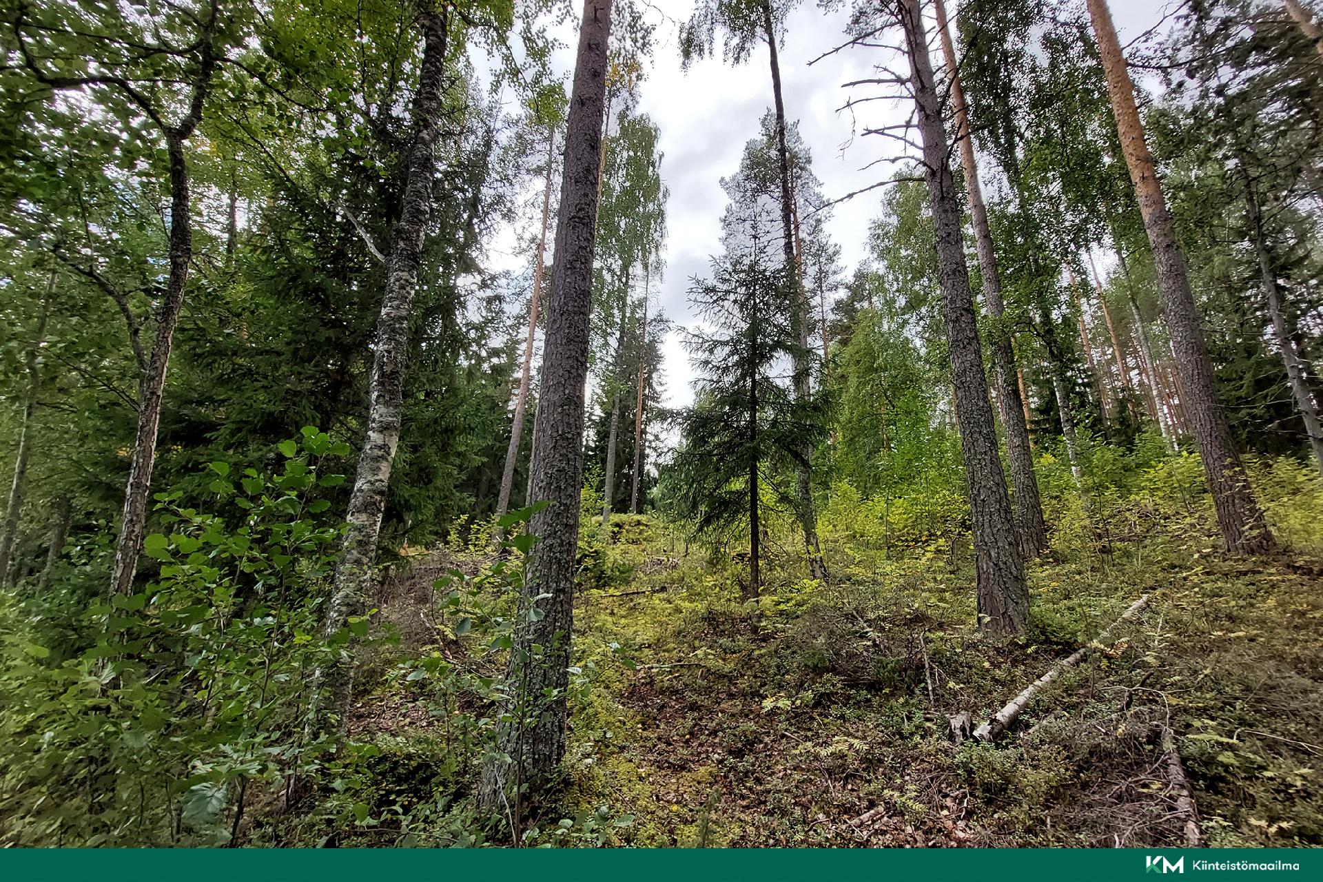 Kannuslahdentie 330, Juva