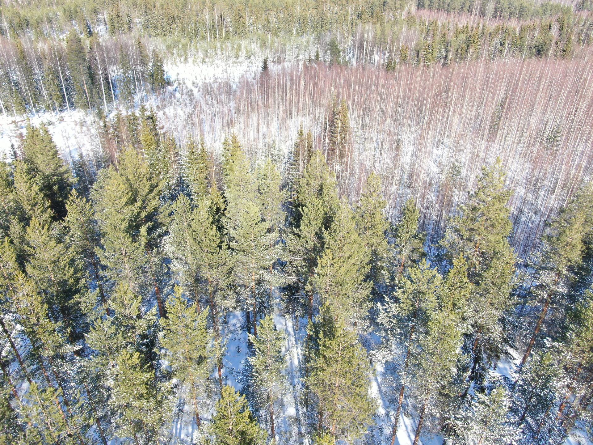 Vehkasalon saari tontti, Kerimäki, Savonlinna