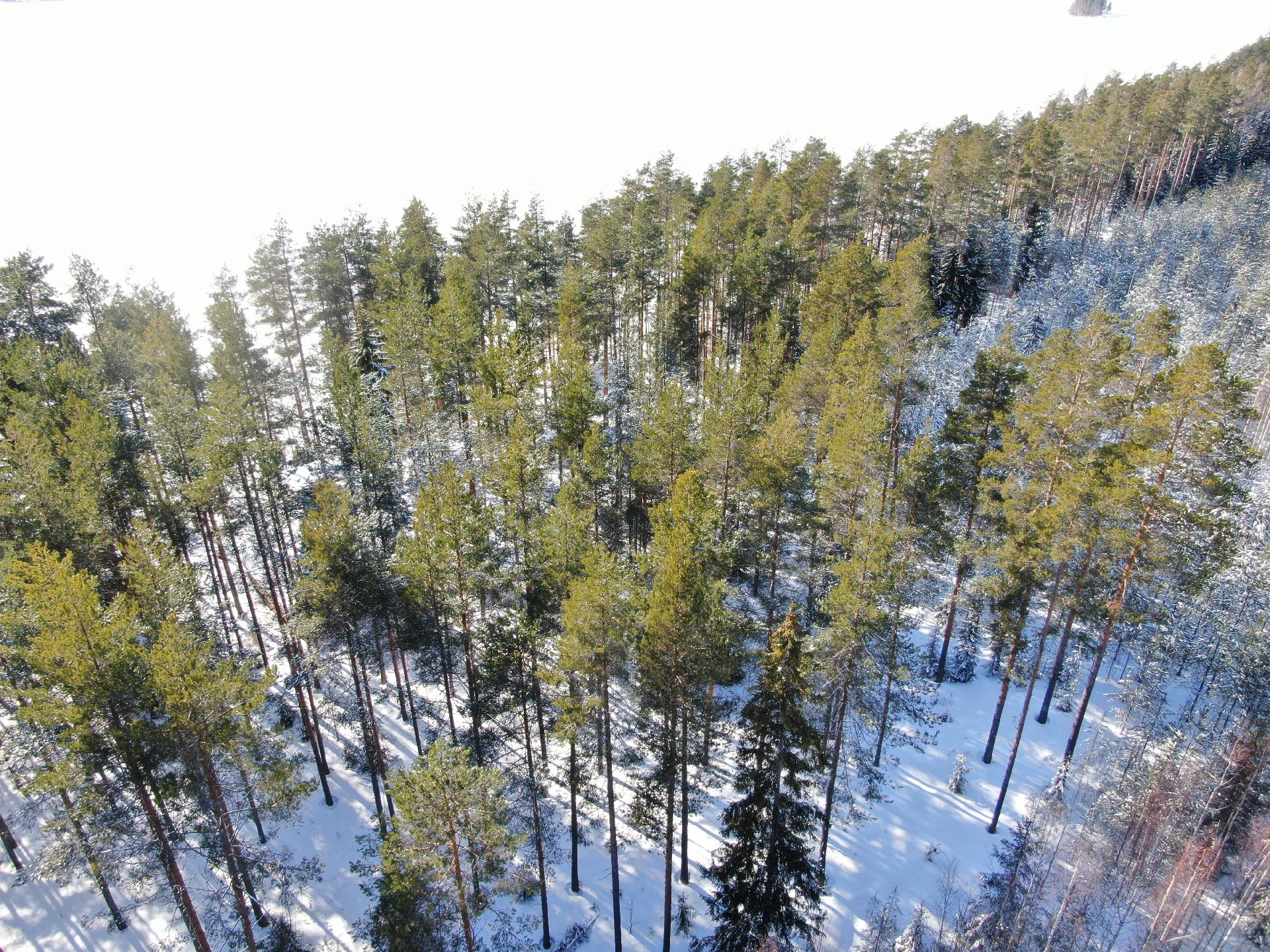 Vehkasalon saari tontti, Kerimäki, Savonlinna