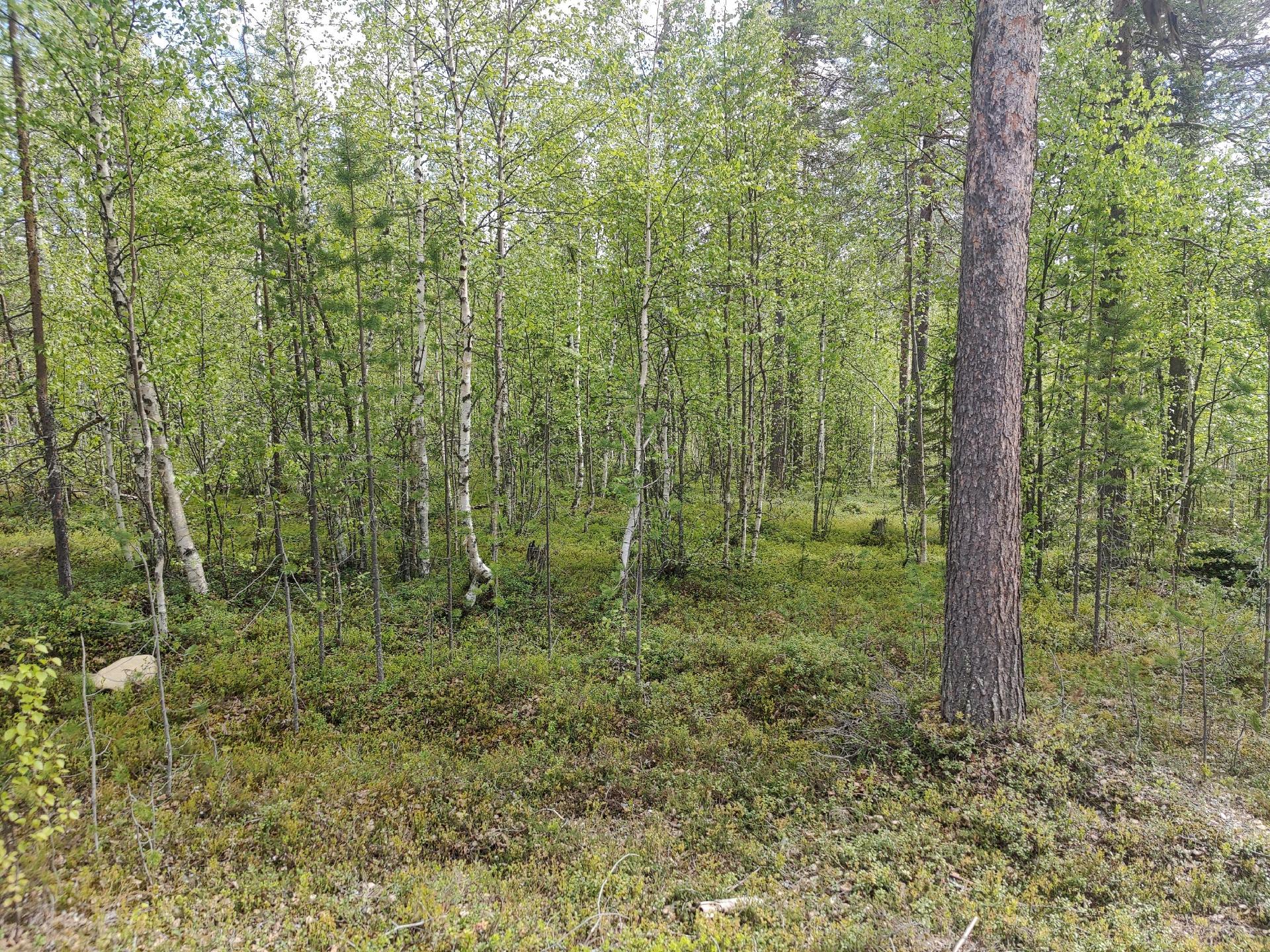 Akantie 5, Levi, Kittilä