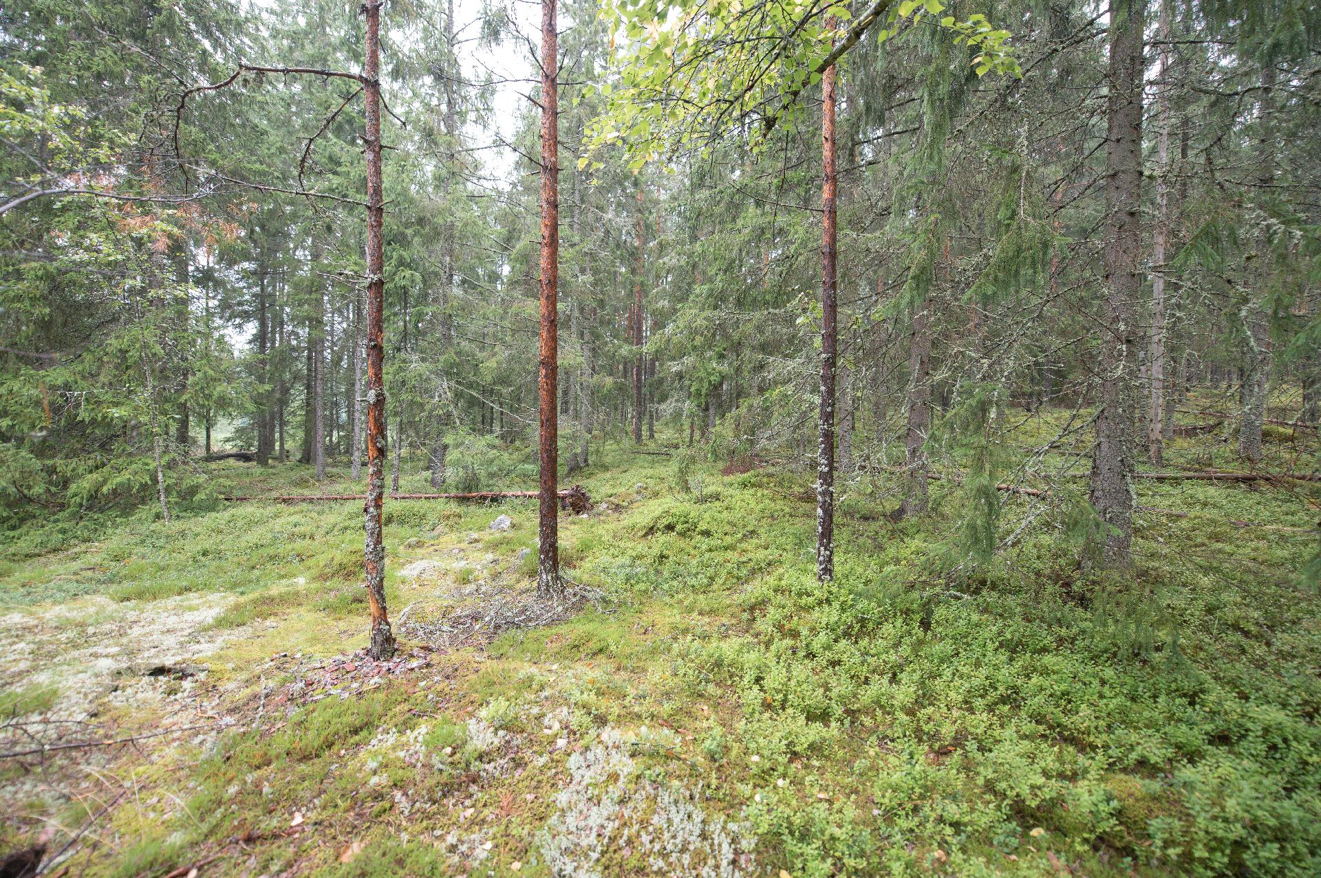 Svartträskintie 68, Tammisaari, Raasepori