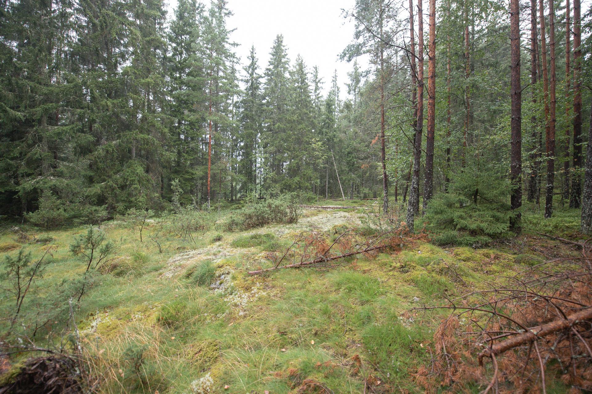 Svartträskintie 68, Tammisaari, Raasepori