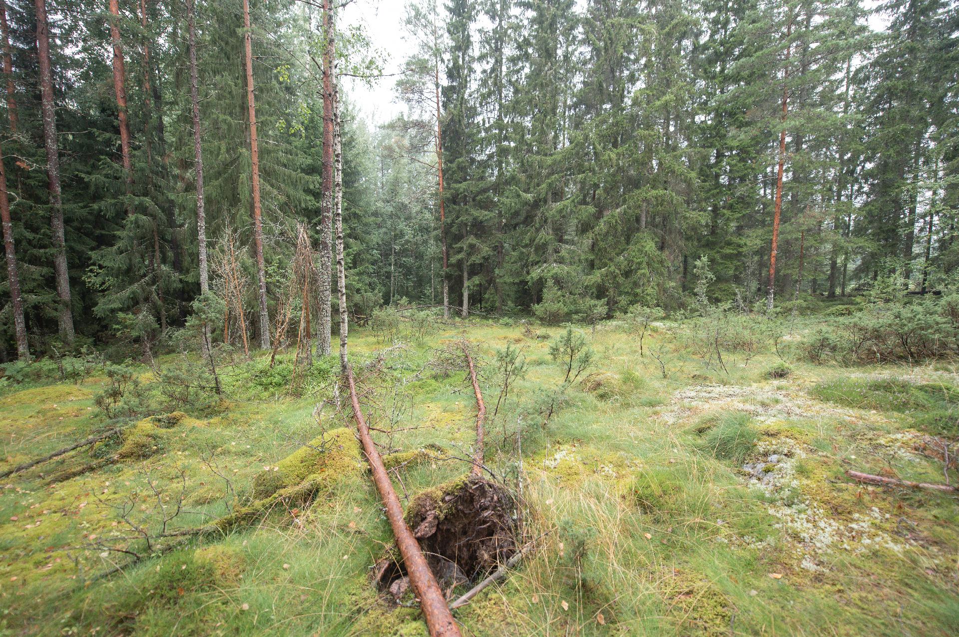 Svartträskintie 68, Tammisaari, Raasepori