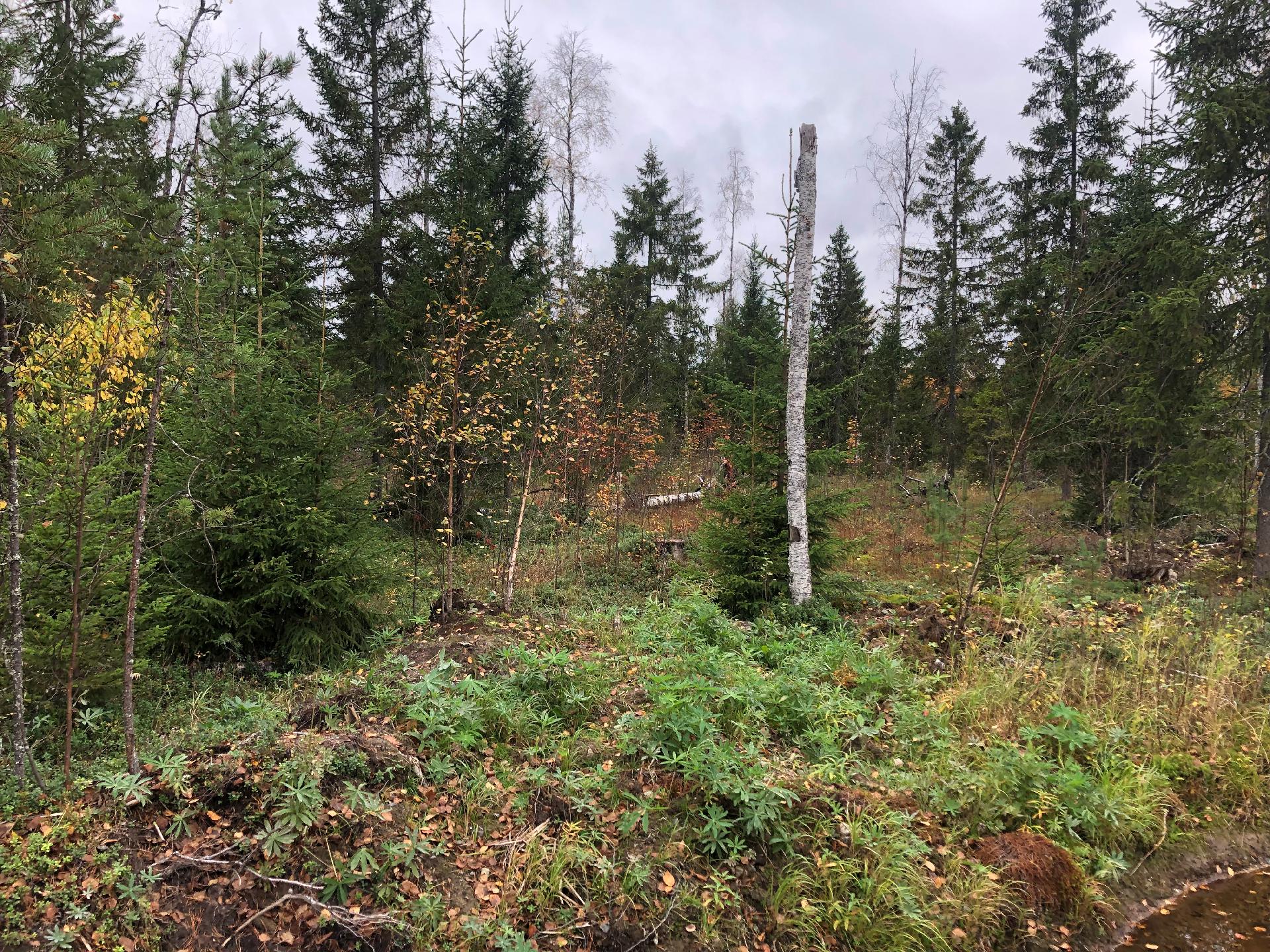 Pärsäntie 26,30, Pärsänsuo, Kajaani