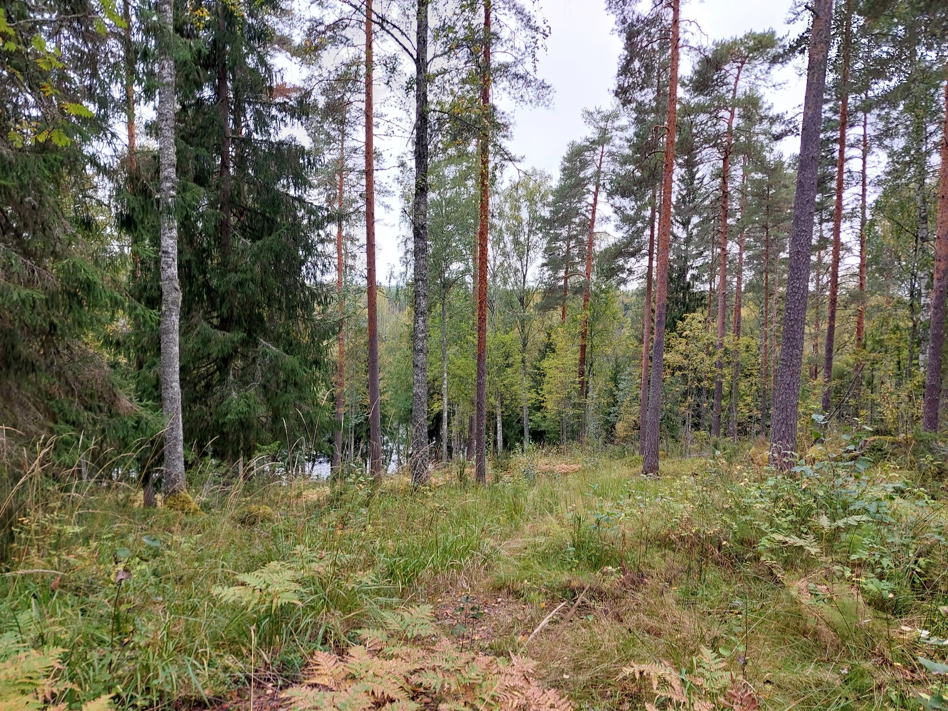 Morttelikuja 72, Kirkkola, Hartola