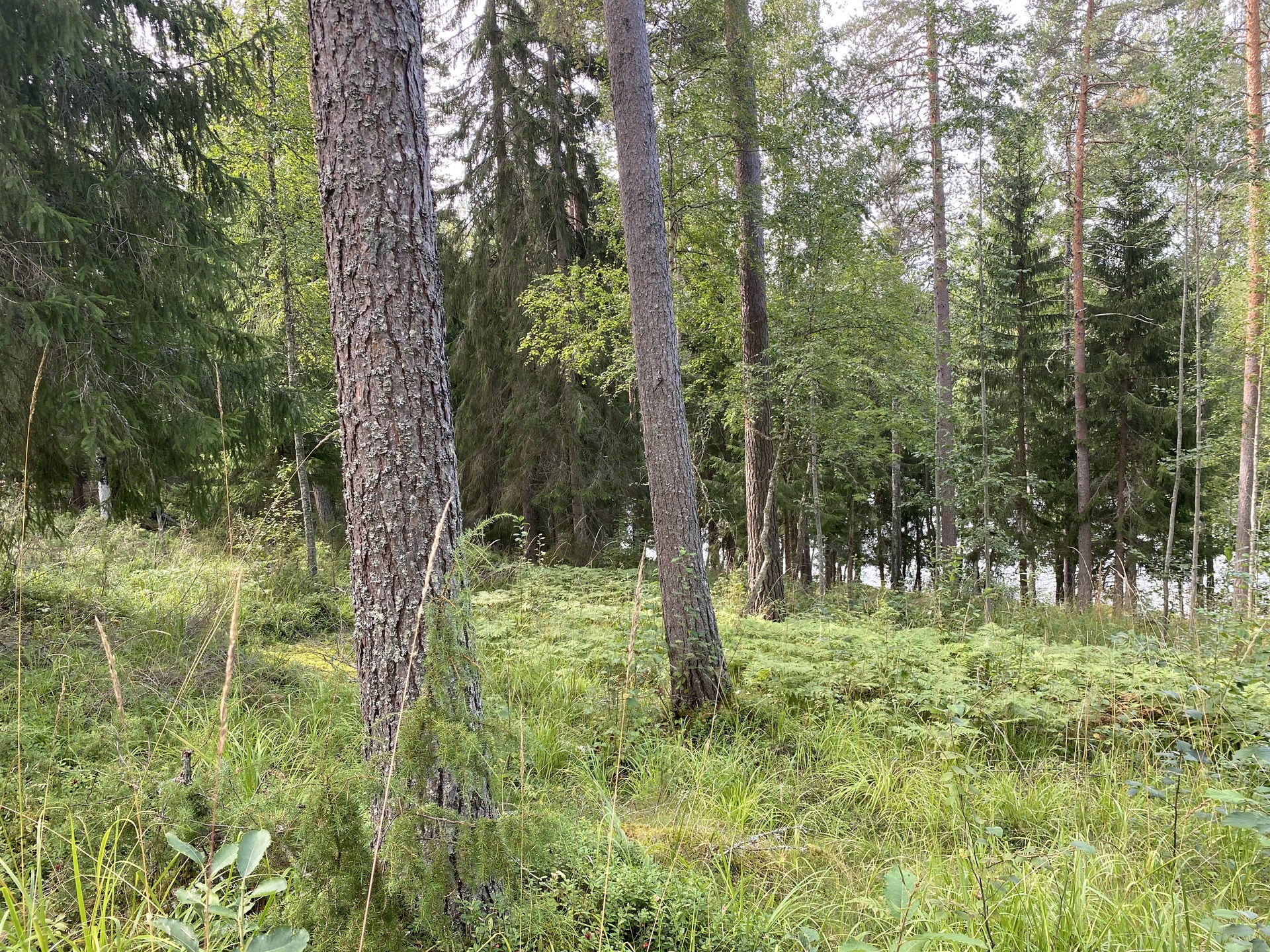 Morttelikuja 72, Kirkkola, Hartola