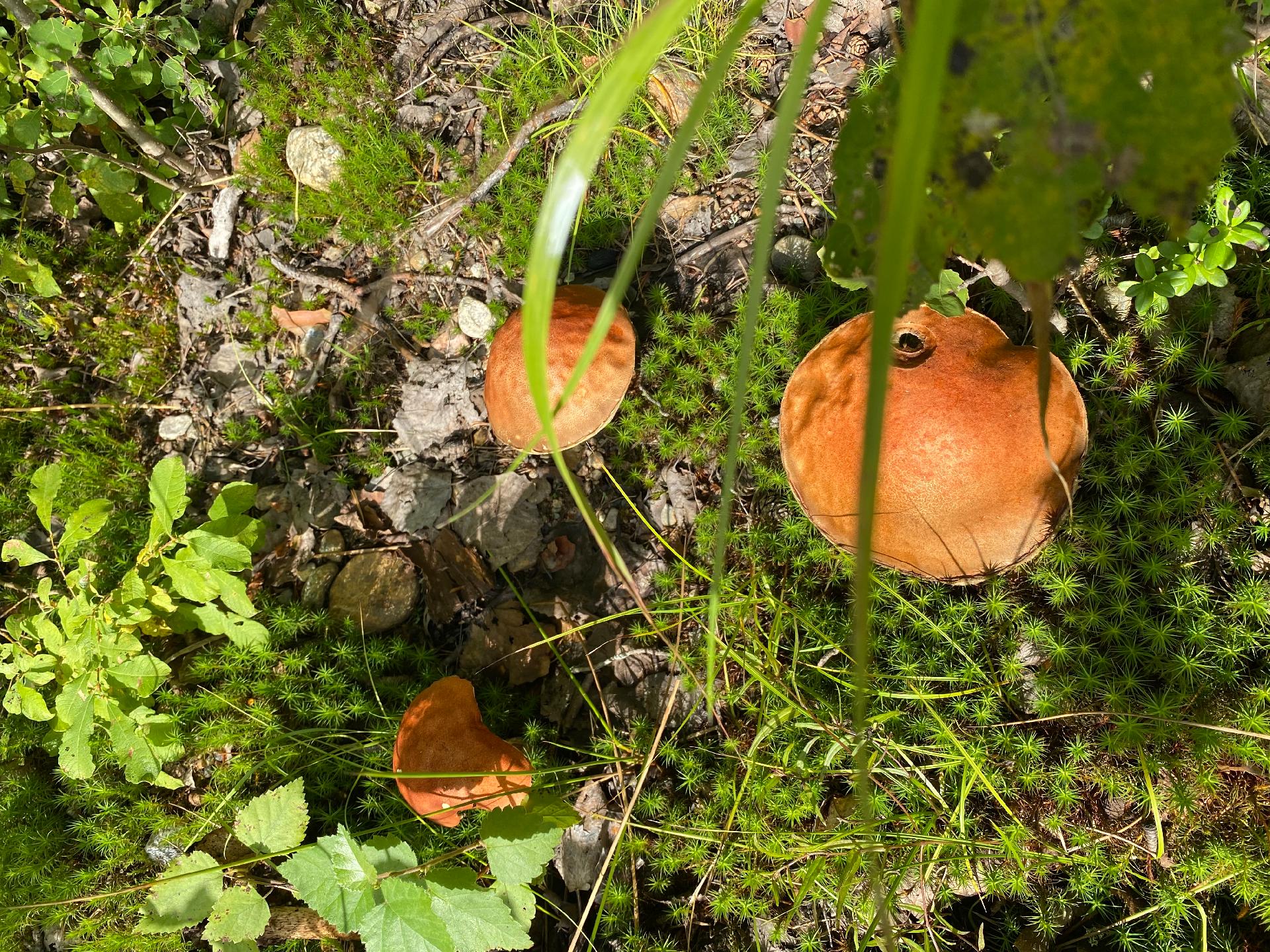 Kauhtueentie 755, Kirkkola, Hartola