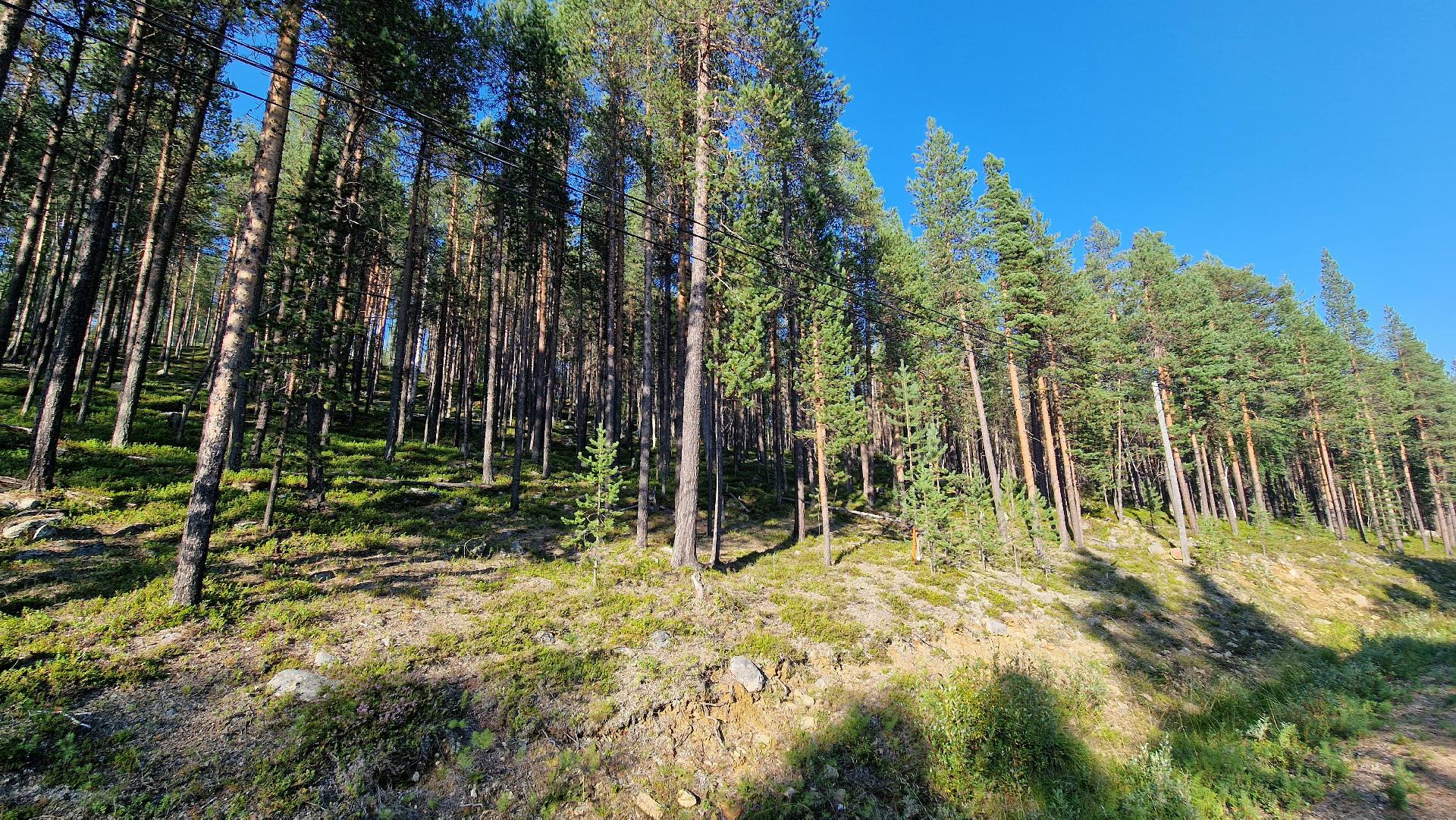 Kesäkuva Tolosentieltä rinteeseen