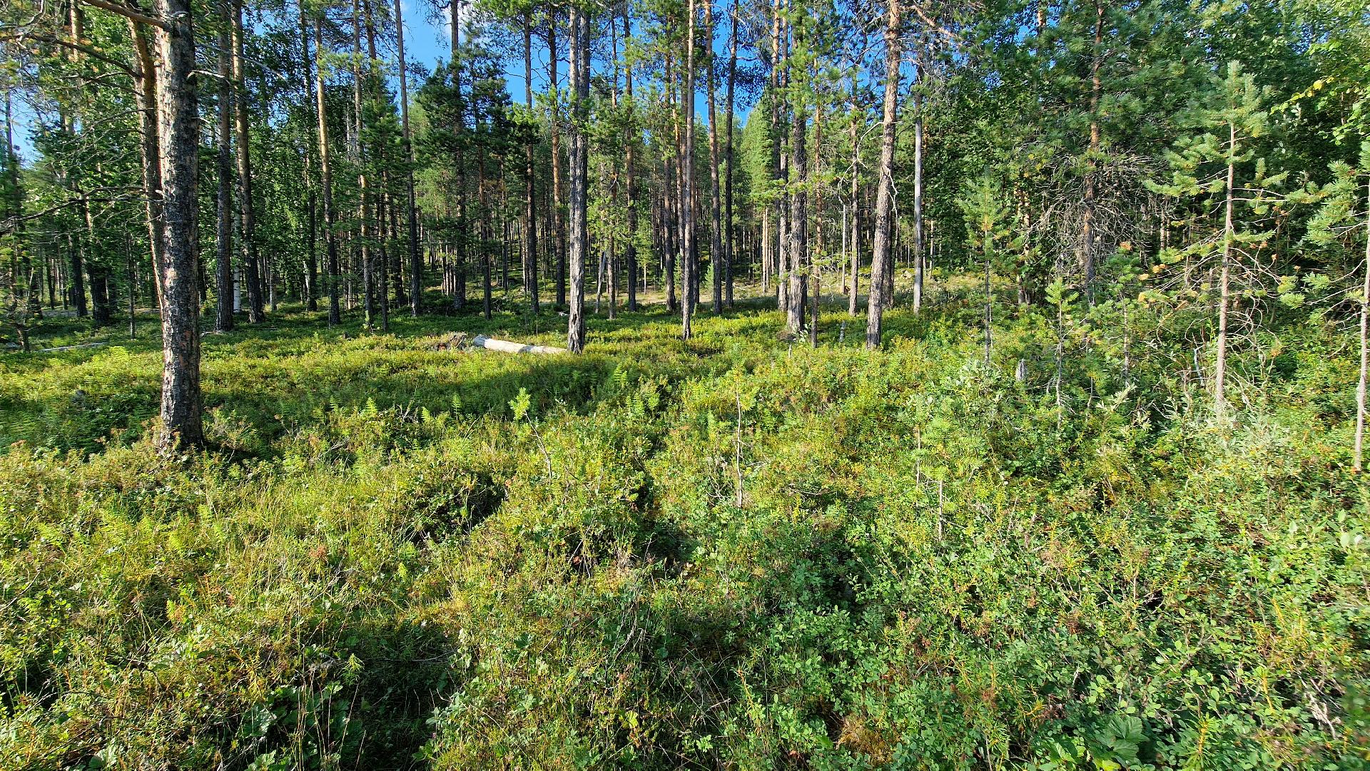Kesäkuva rannasta kohti Tolosentietä