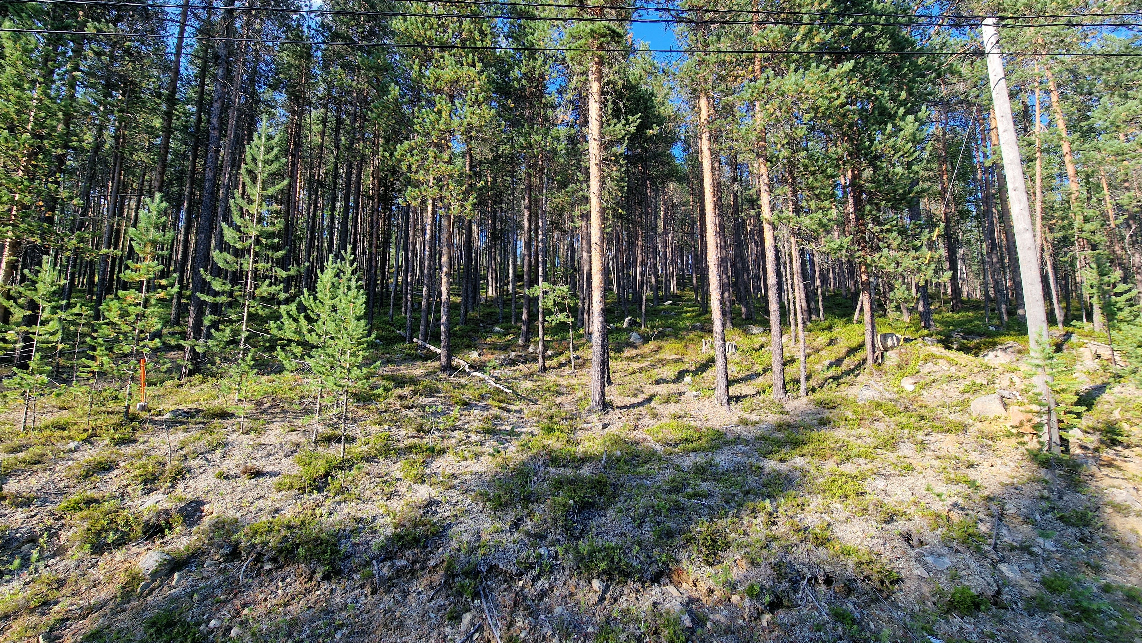 Rinnettä kesältä