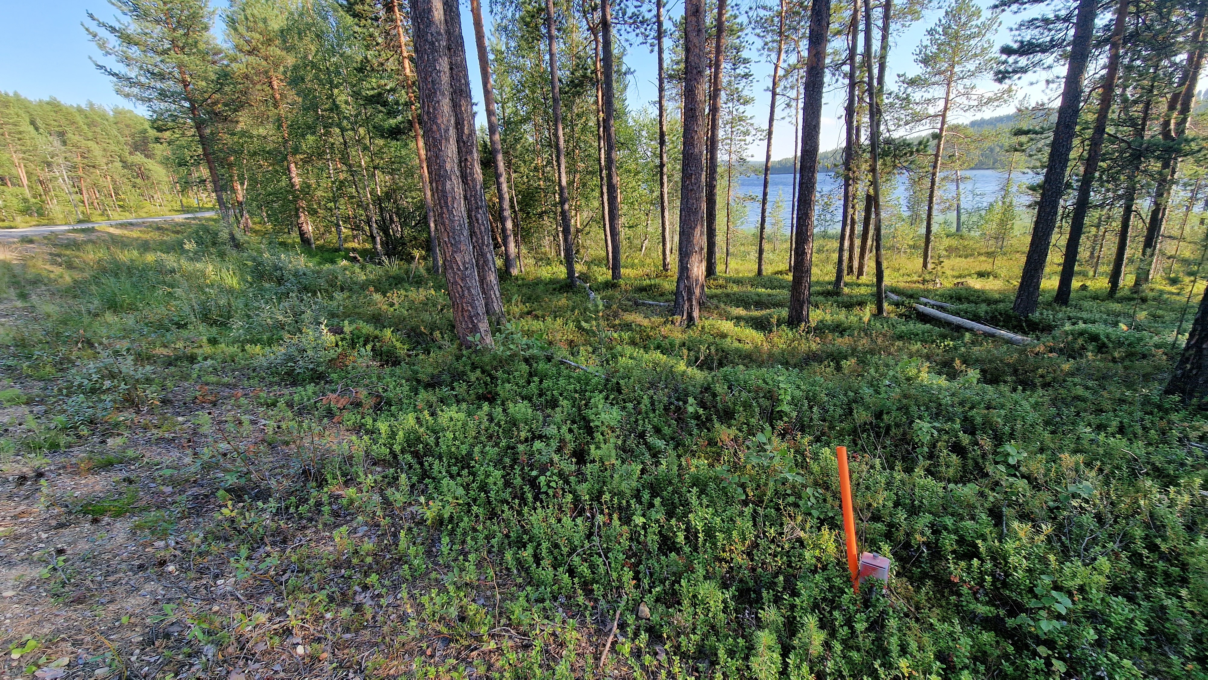 Kesäkuva Tolosentieltä kohti rantaa
