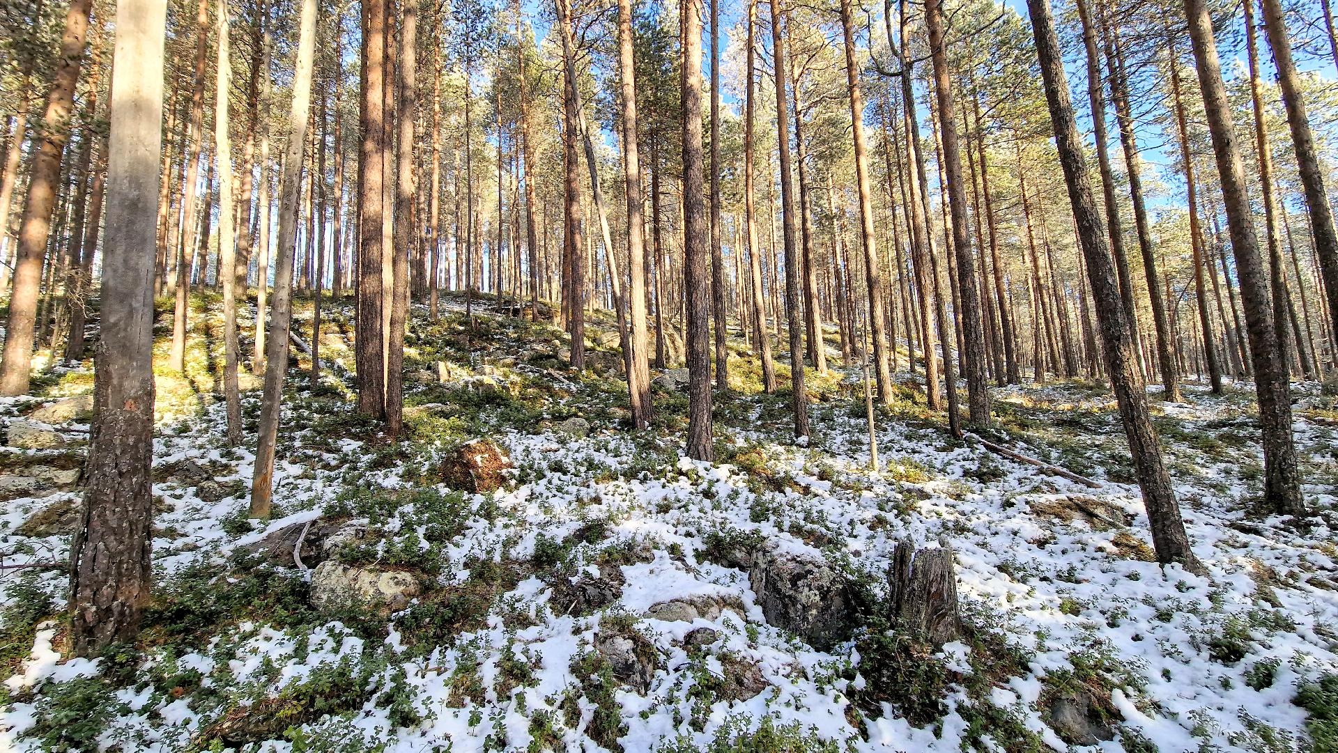 Tolosentieltä katsottuna ylös rinteeseen