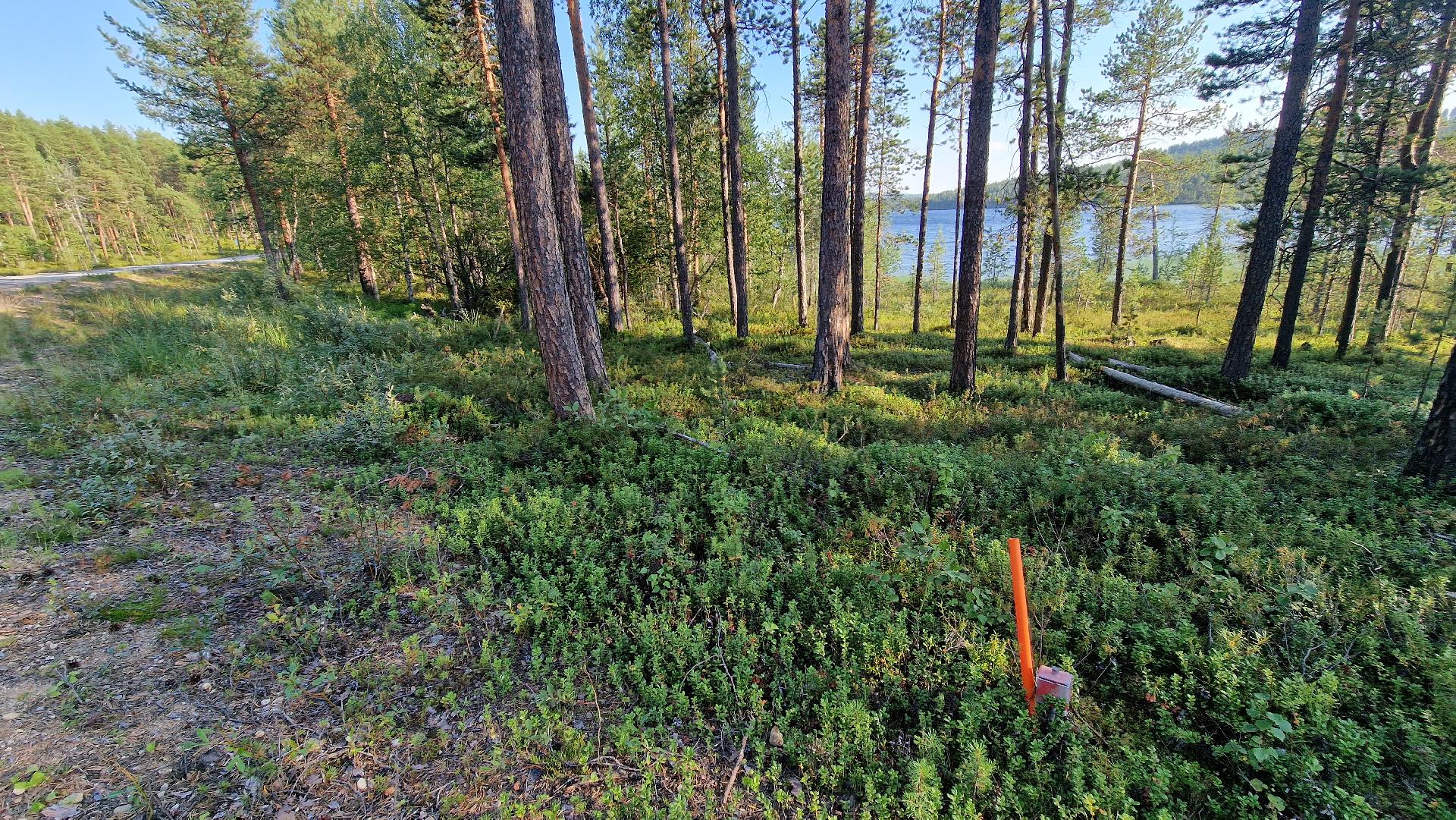 Kesäkuva Tolosentieltä kohti rantaa