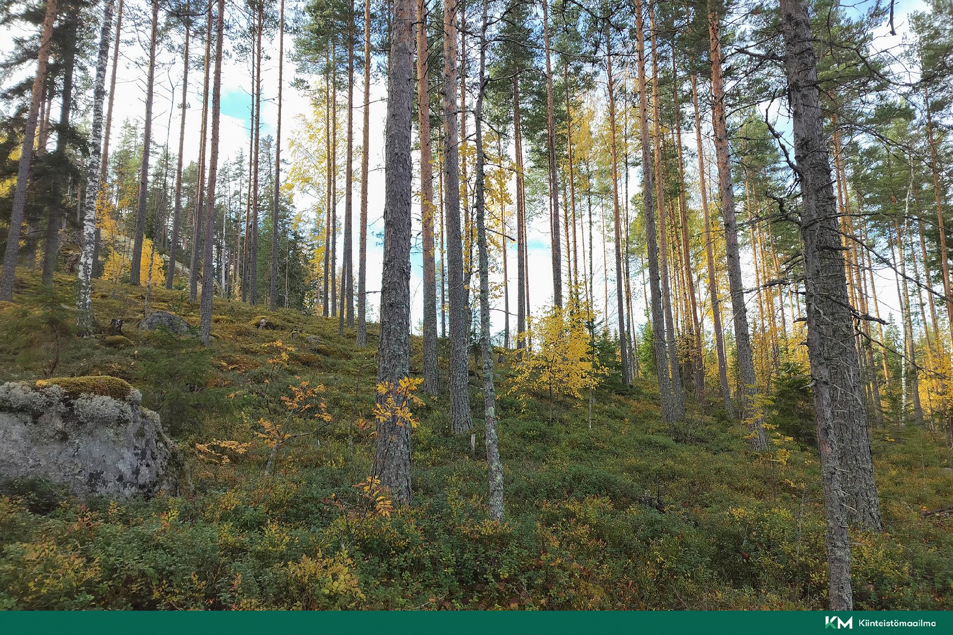 Rauhakiventie tontit 1, 2, 3 ja 6, Ristiina, Mikkeli