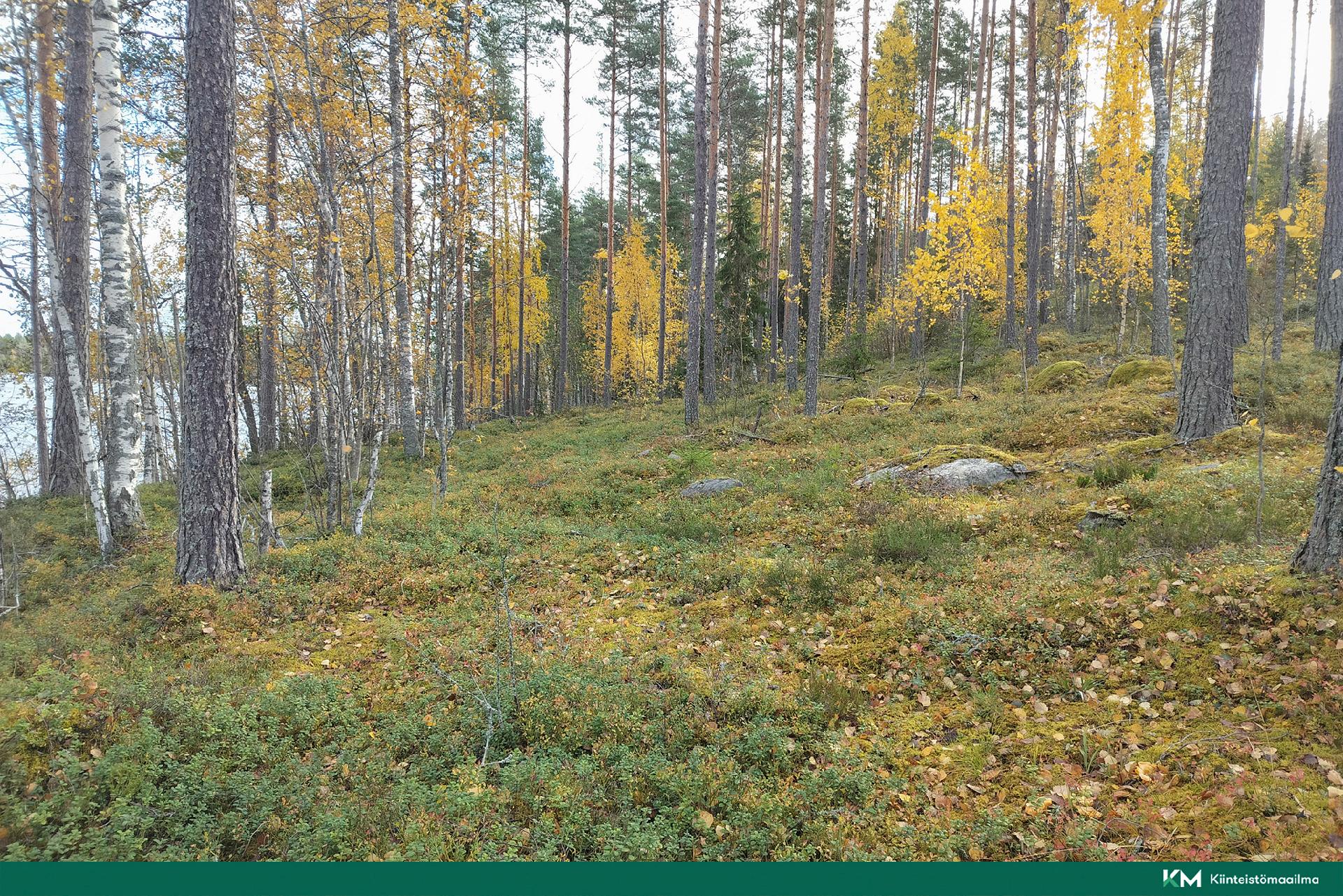 Rauhakiventie tontit 1, 2, 3 ja 6, Ristiina, Mikkeli