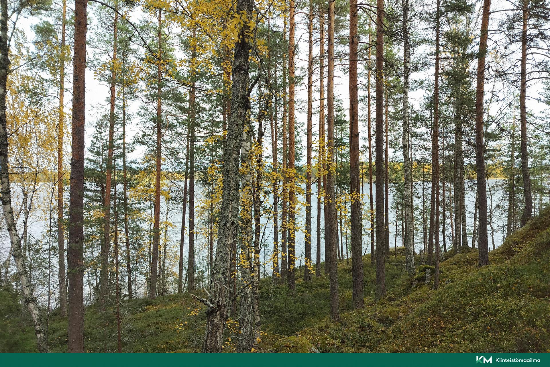 Rauhakiventie tontit 1, 2, 3 ja 6, Ristiina, Mikkeli