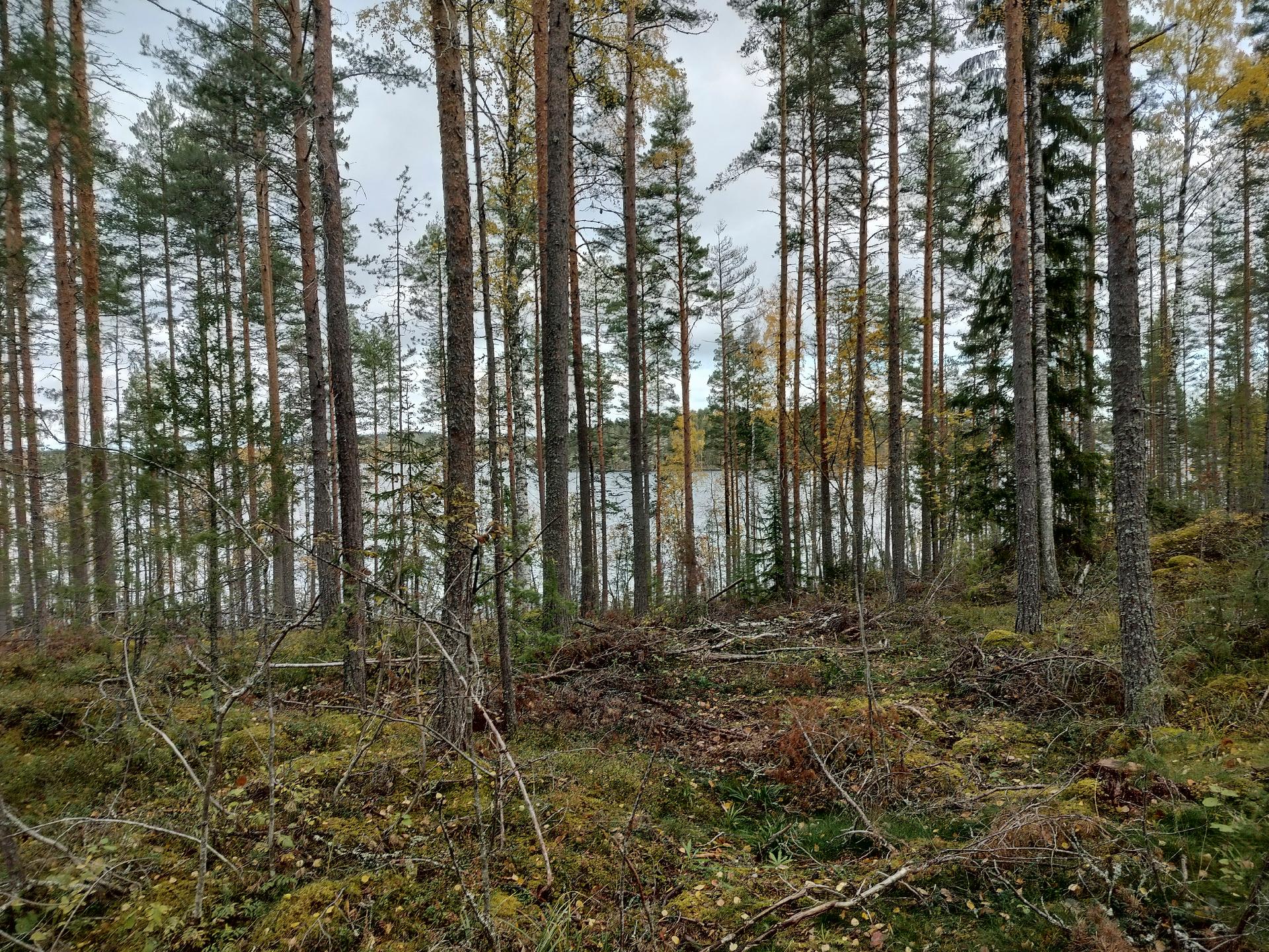 Rauhakiventie tontit 1, 2, 3 ja 6, Ristiina, Mikkeli