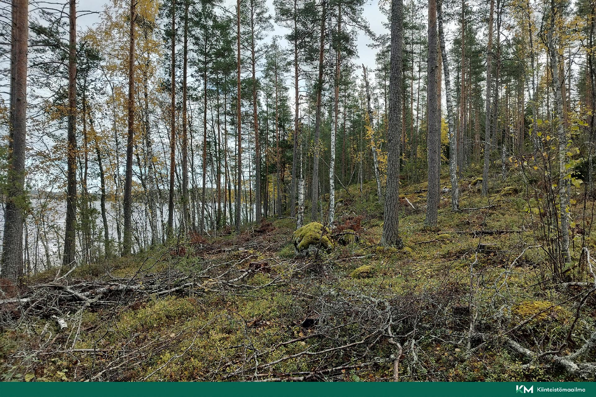 Rauhakiventie tontit 1, 2, 3 ja 6, Ristiina, Mikkeli