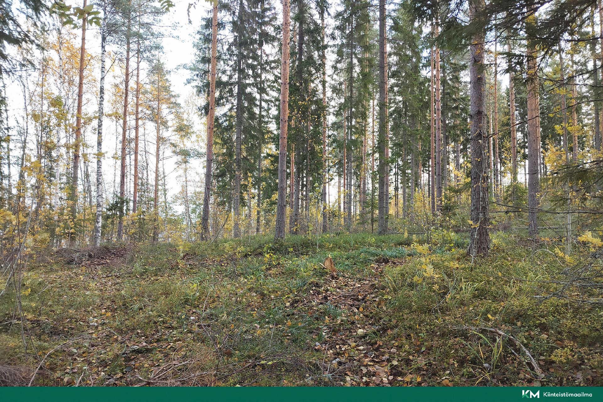 Rauhakiventie tontit 1, 2, 3 ja 6, Ristiina, Mikkeli