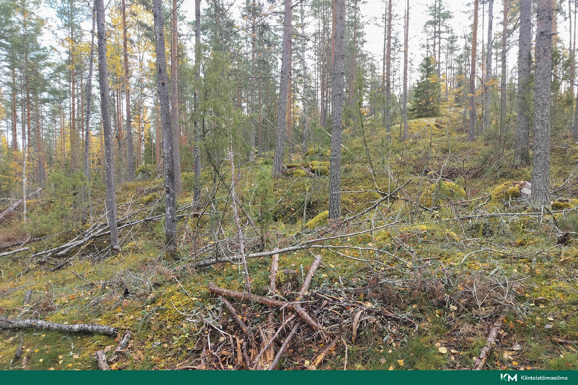 Rauhakiventie tontit 1, 2, 3 ja 6, Ristiina, Mikkeli